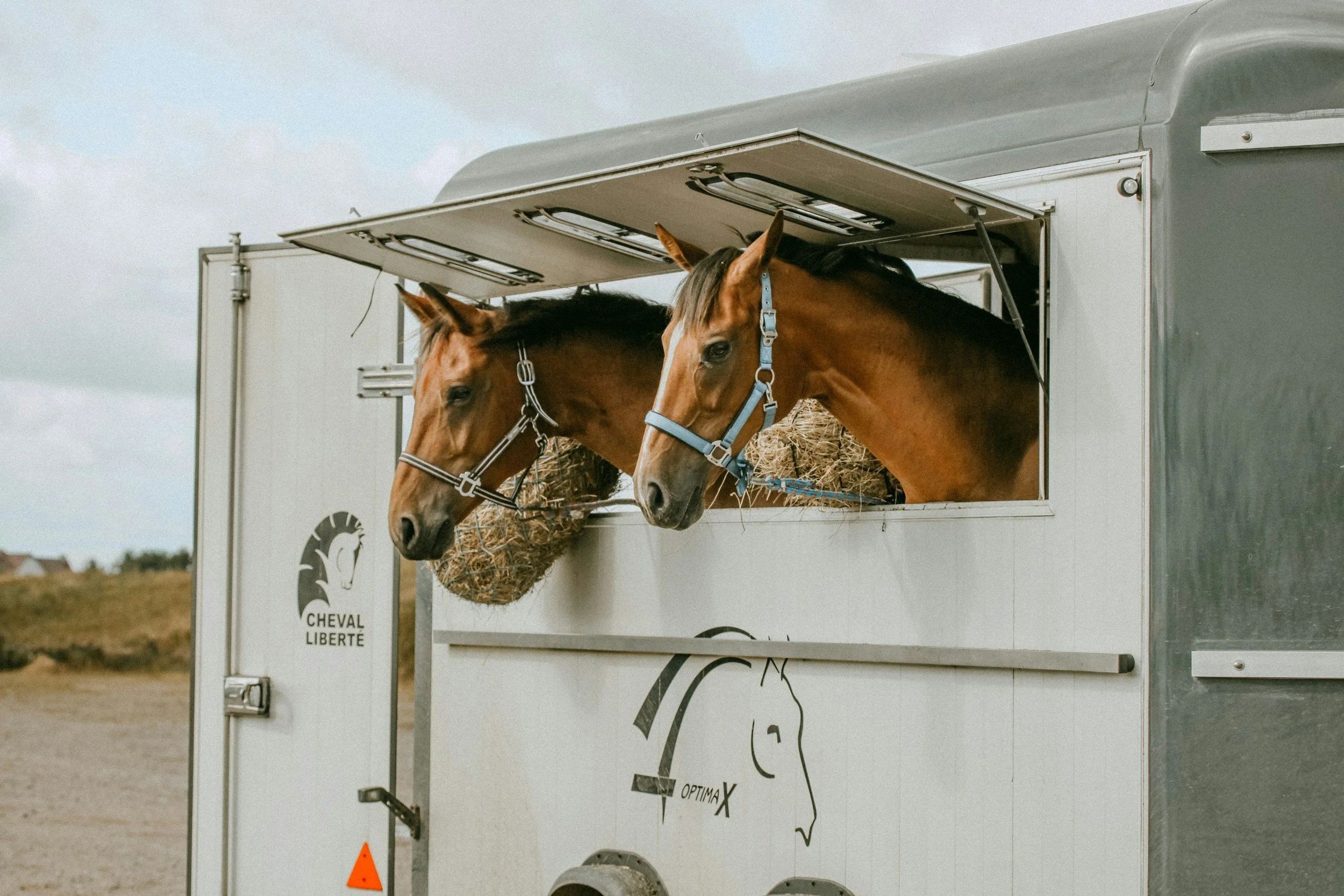 Two brown horses with blue halters in an open horse trailer with hay, outdoors on a cloudy day