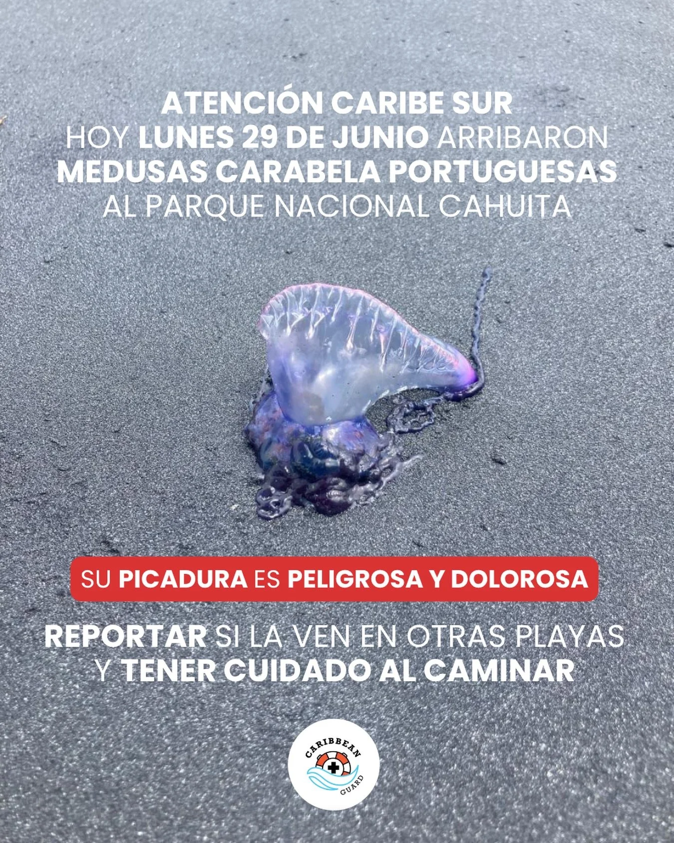 Atenci&oacute;n Caribe Sur

Hoy lunes 29 en el Parque Nacional Cahuita aparecieron Medusas Carabelas Portuguesas.
🚨Su picadura es dolorosa y peligrosa
🚨Reportar si las ves en otra playa
🚨 Tener precauci&oacute;n al caminar