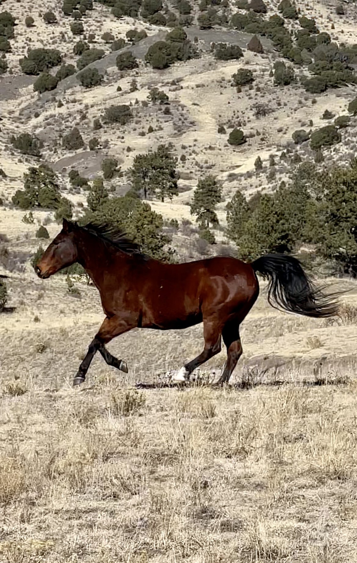 J146 Animal Ambassador- Jagger