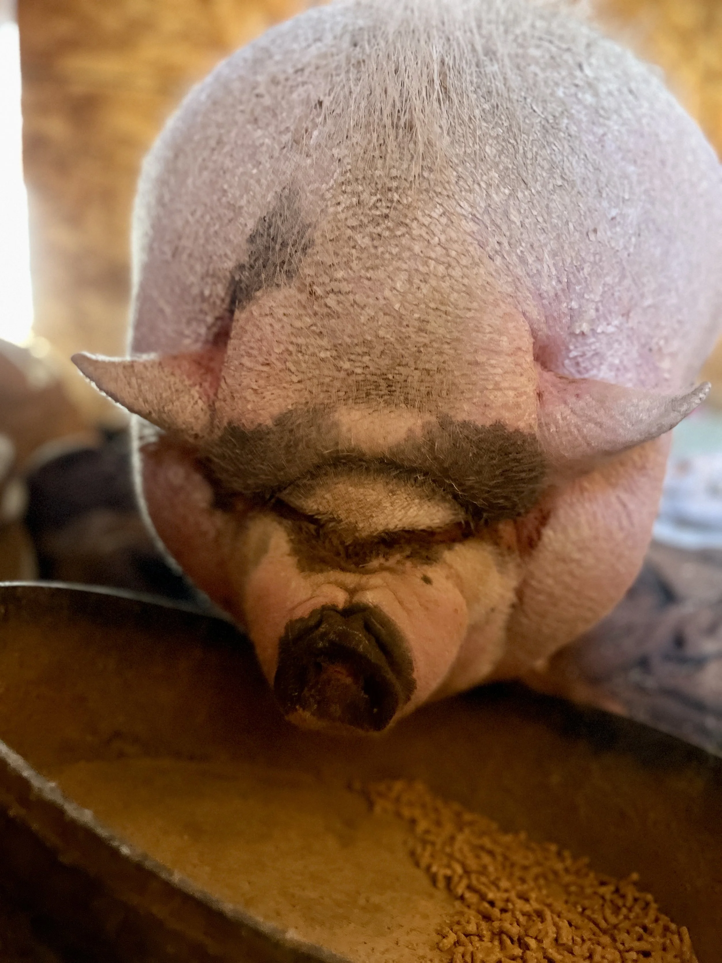 J146 Animal Ambassador- Phyllis