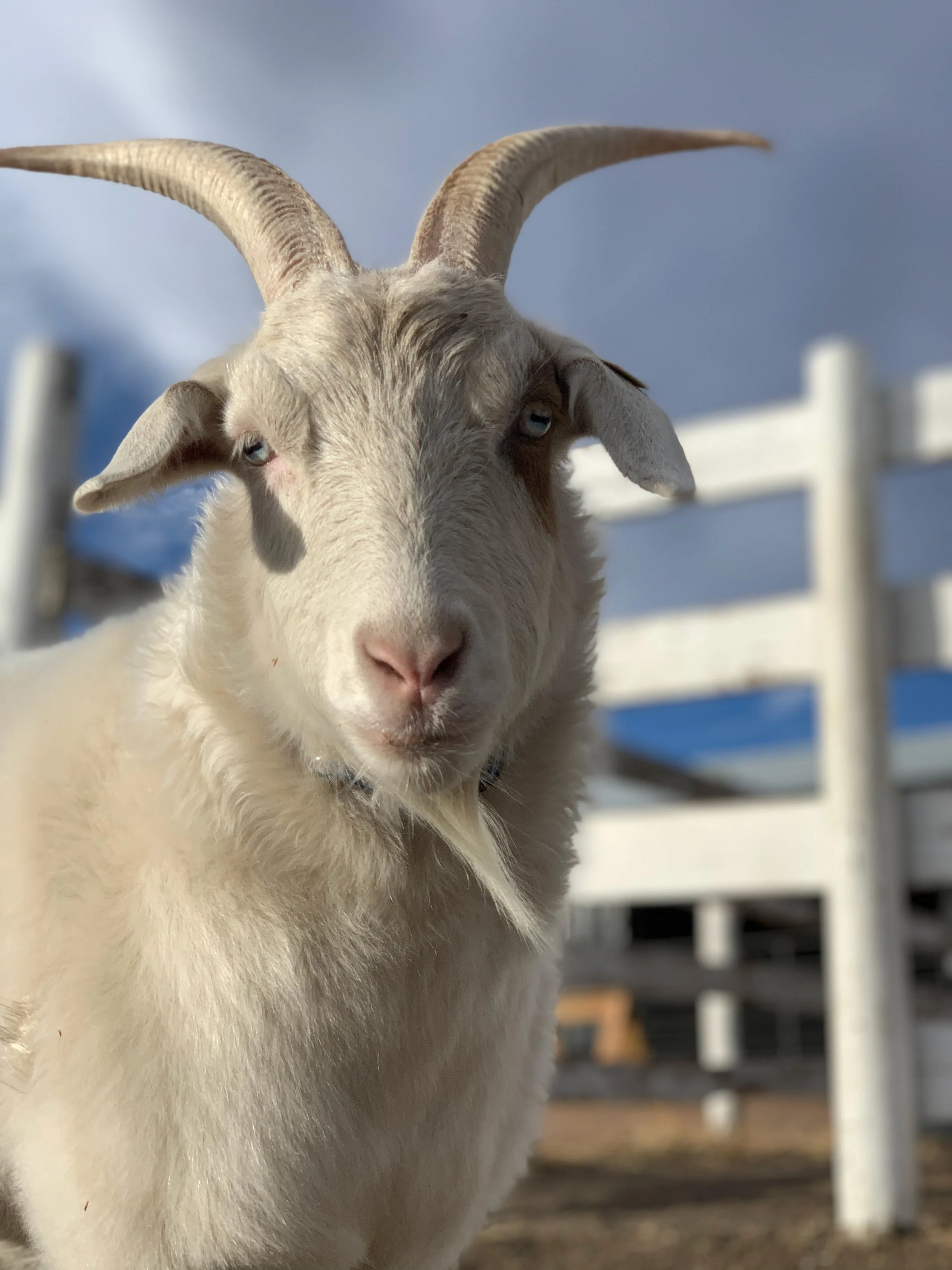 J146 Animal Ambassador- Miles