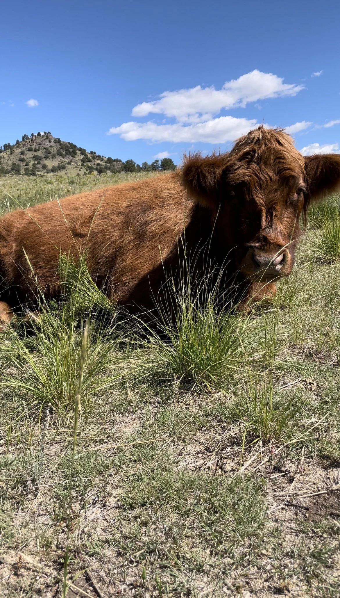 J146 Animal Ambassador- Mortimer