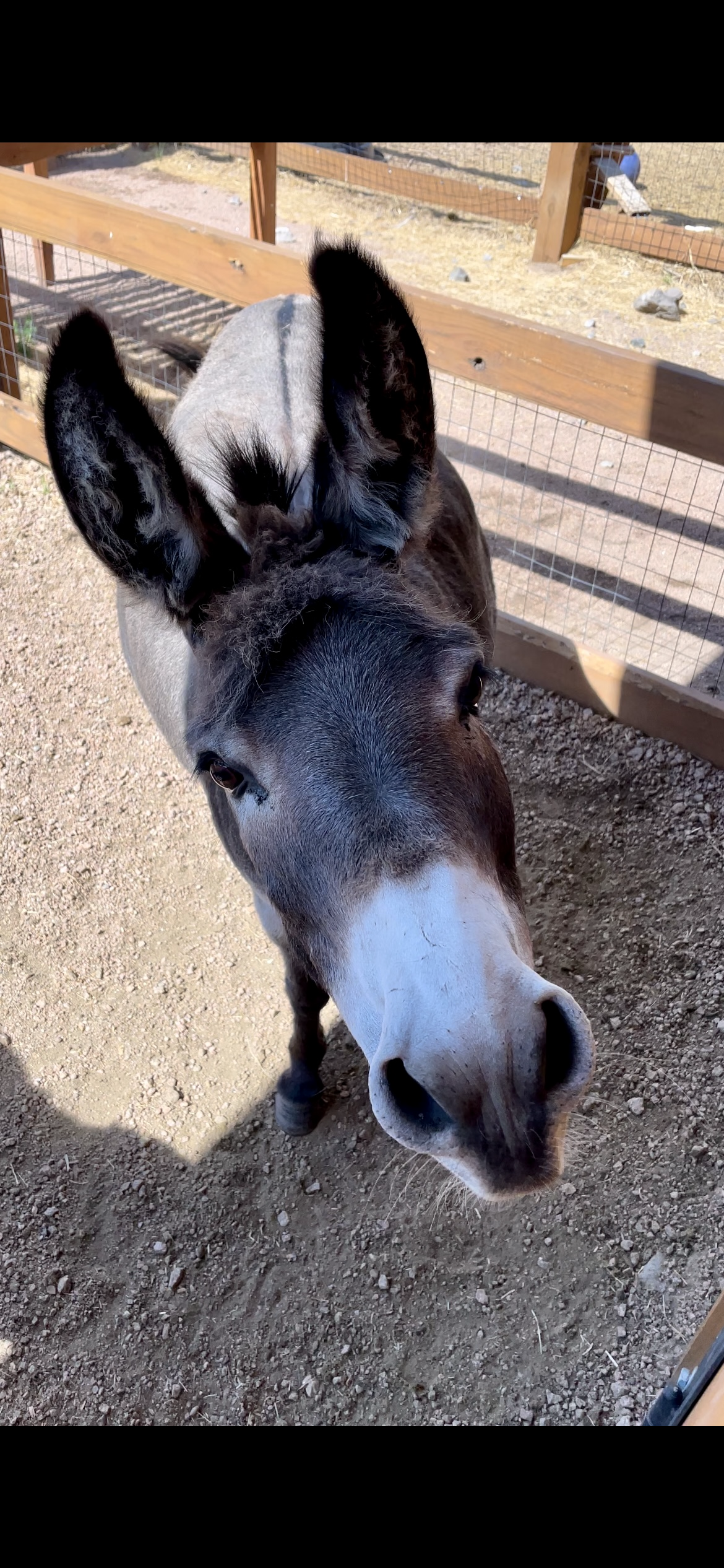 J146 Animal Ambassador- Fergie