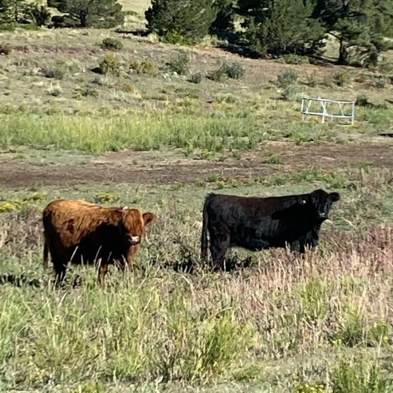 J146 Animal Ambassador- Morag and Sophia