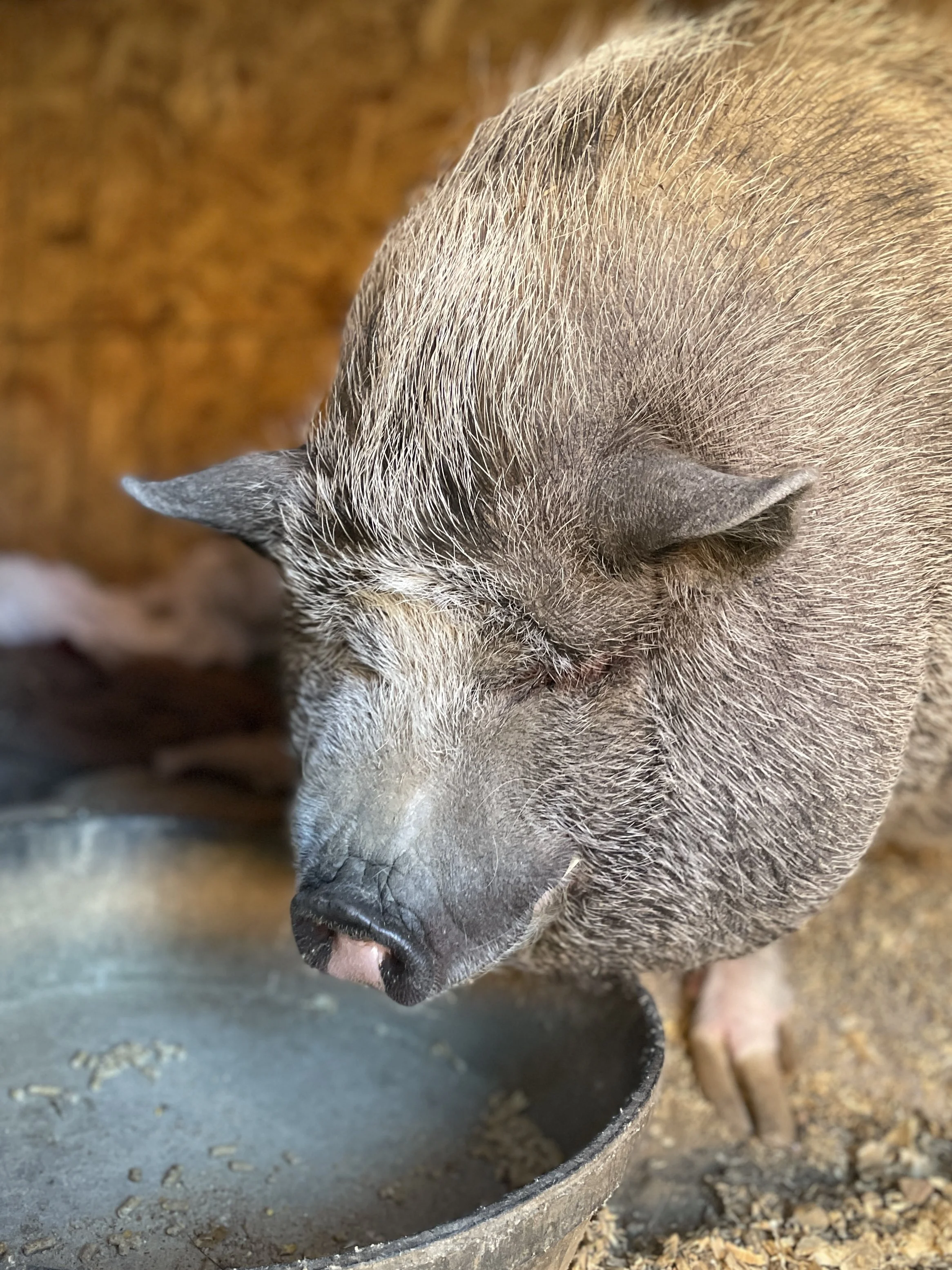 J146 Animal Ambassador- Wilbur