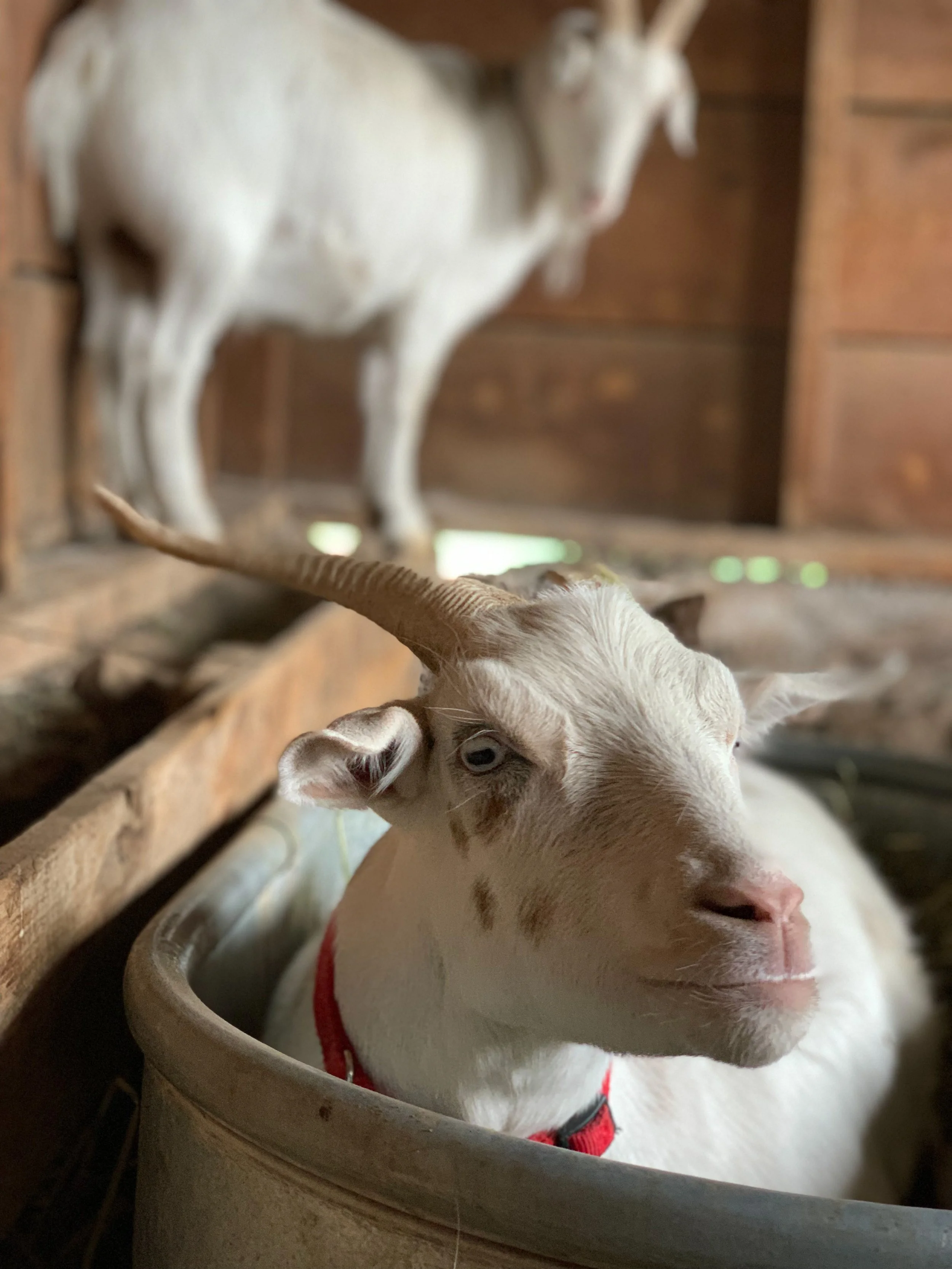 J146 Animal Ambassador- Spot