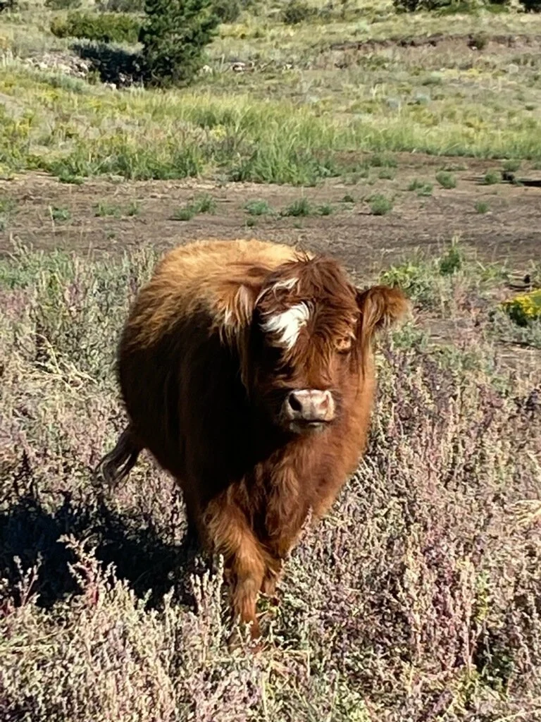 J146 Animal Ambassador- Moppet