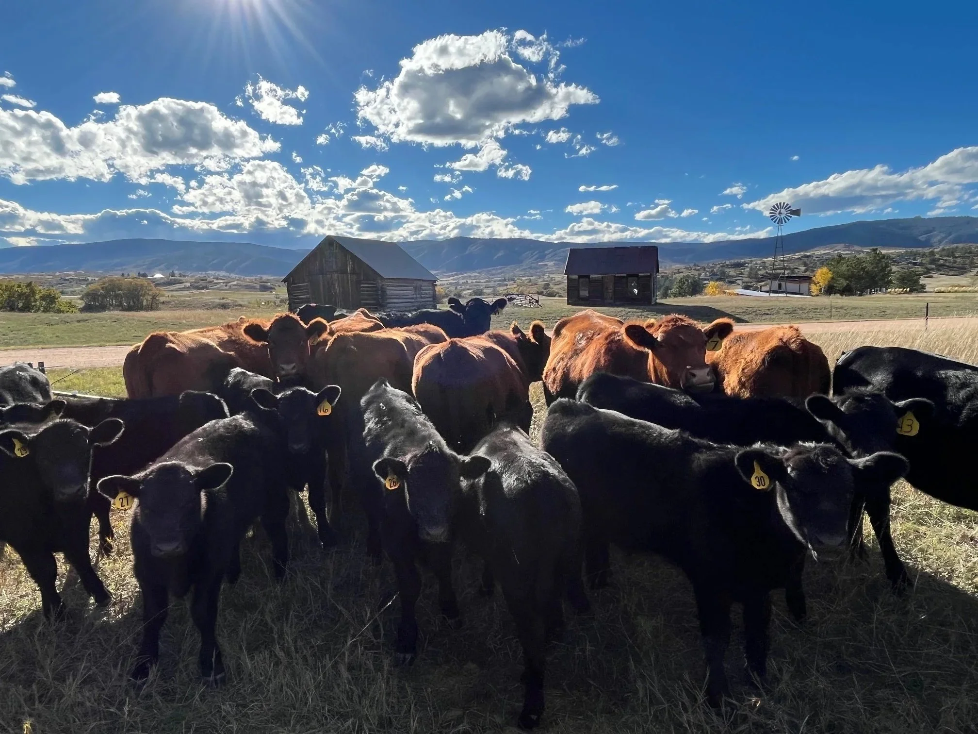 The Shift from Sustainability to Regenerative Design