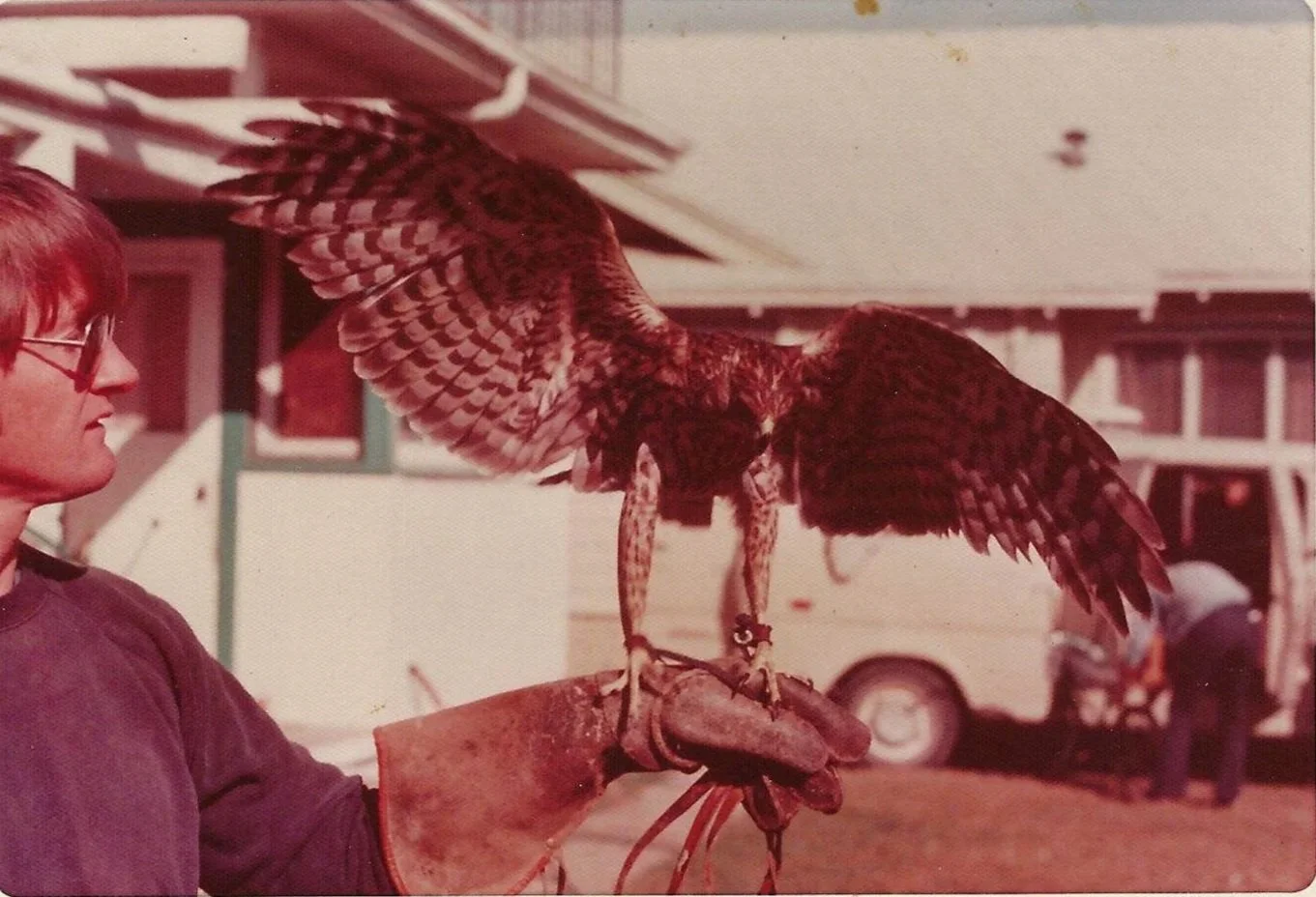 Hawk.jpg