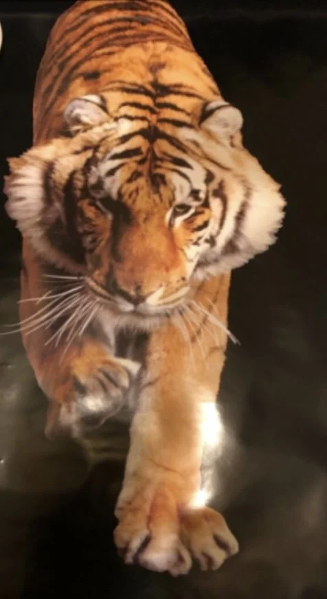 Tiger.jpg