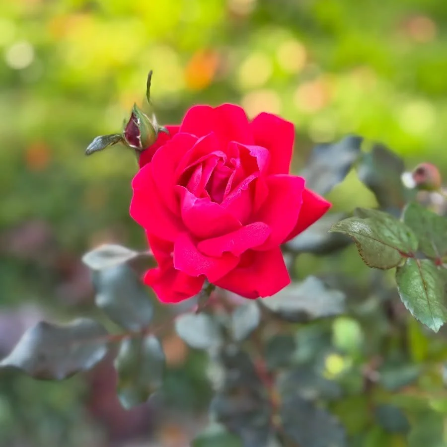 As fall continues to slowly fade into winter a quote from my current read feels appropriate 

&ldquo;Look for what you notice but no one else sees&rdquo; 
@rickrubin #thecreativeactawayofbeing