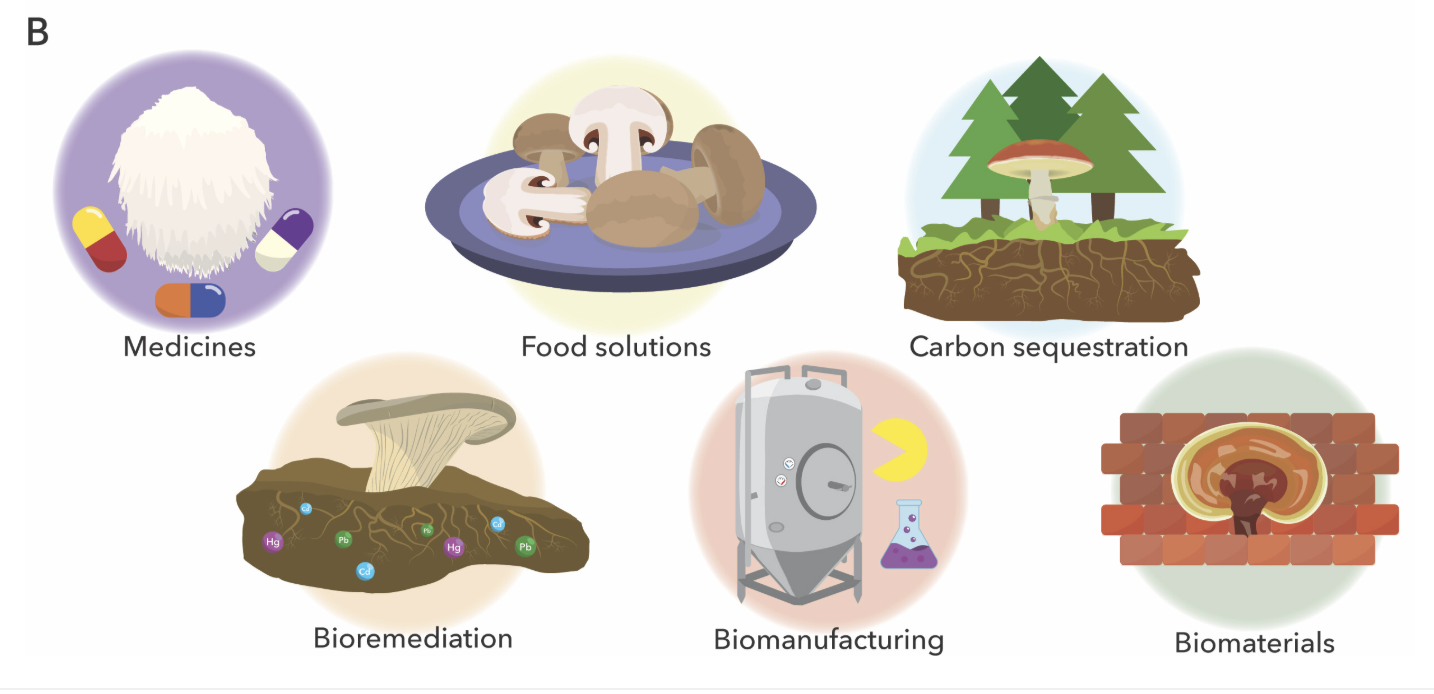 Our review article on Mushroom synthetic biology is out!