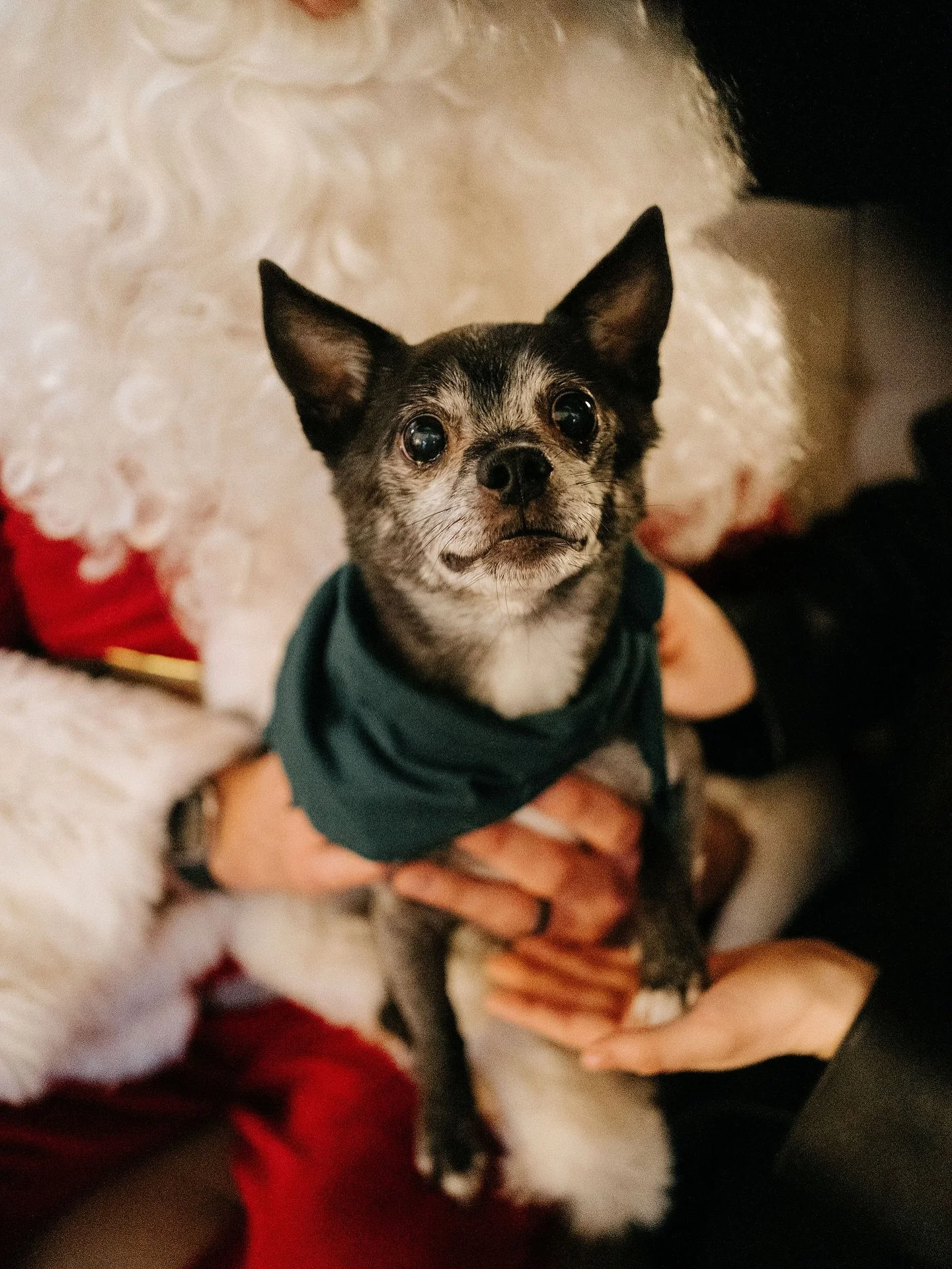 It&rsquo;s our favorite time of the year! Our 3rd annual Photos with Santa Paws is here! 

Join us and our paw-some neighbor @pettiquecle on Sunday November 30th from 11-5pm! Reservations are required for your session and they are filling up fast! 

