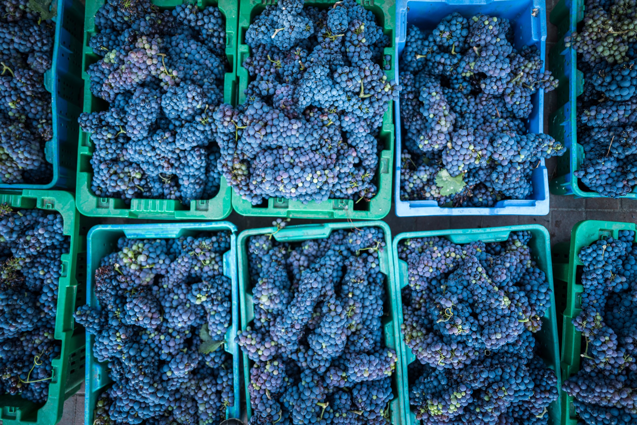 Homemade Wine: Celebrating Our 2022 Zinfandel Harvest
