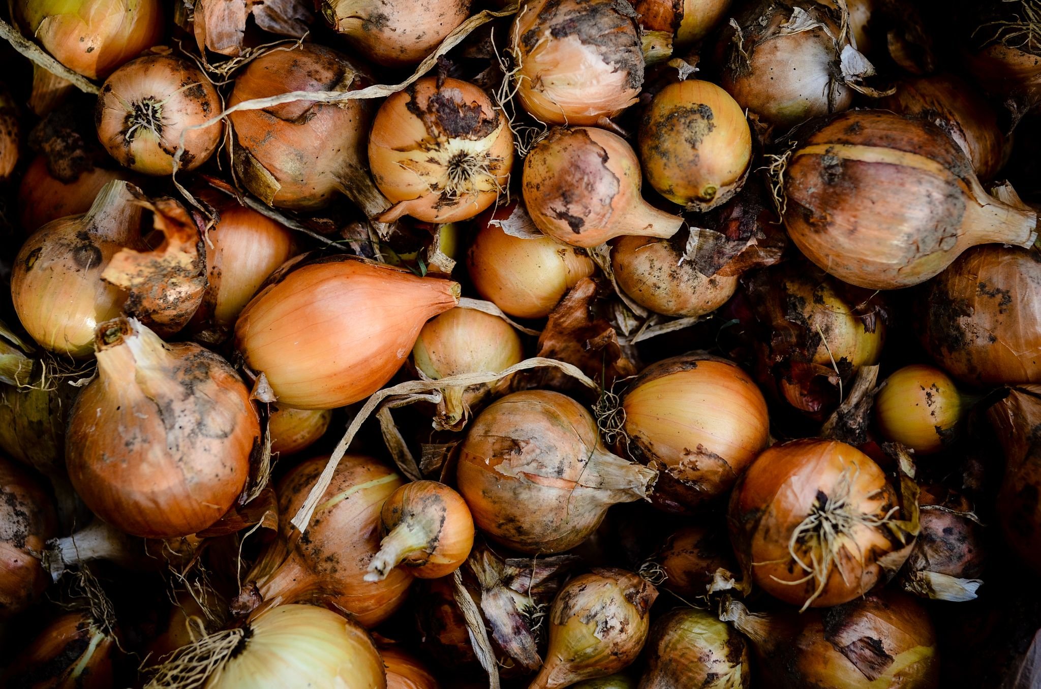 Mid-Winter Eating From The Root Cellar
