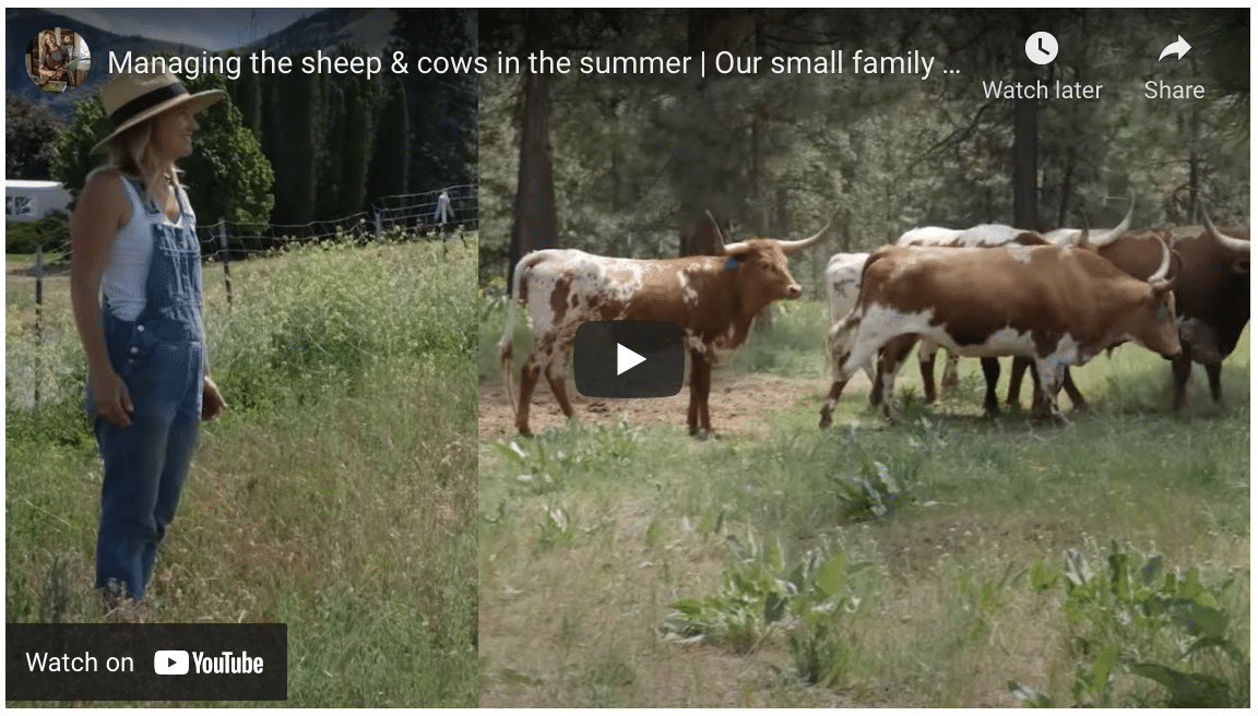 Managing farm animals in the summer.