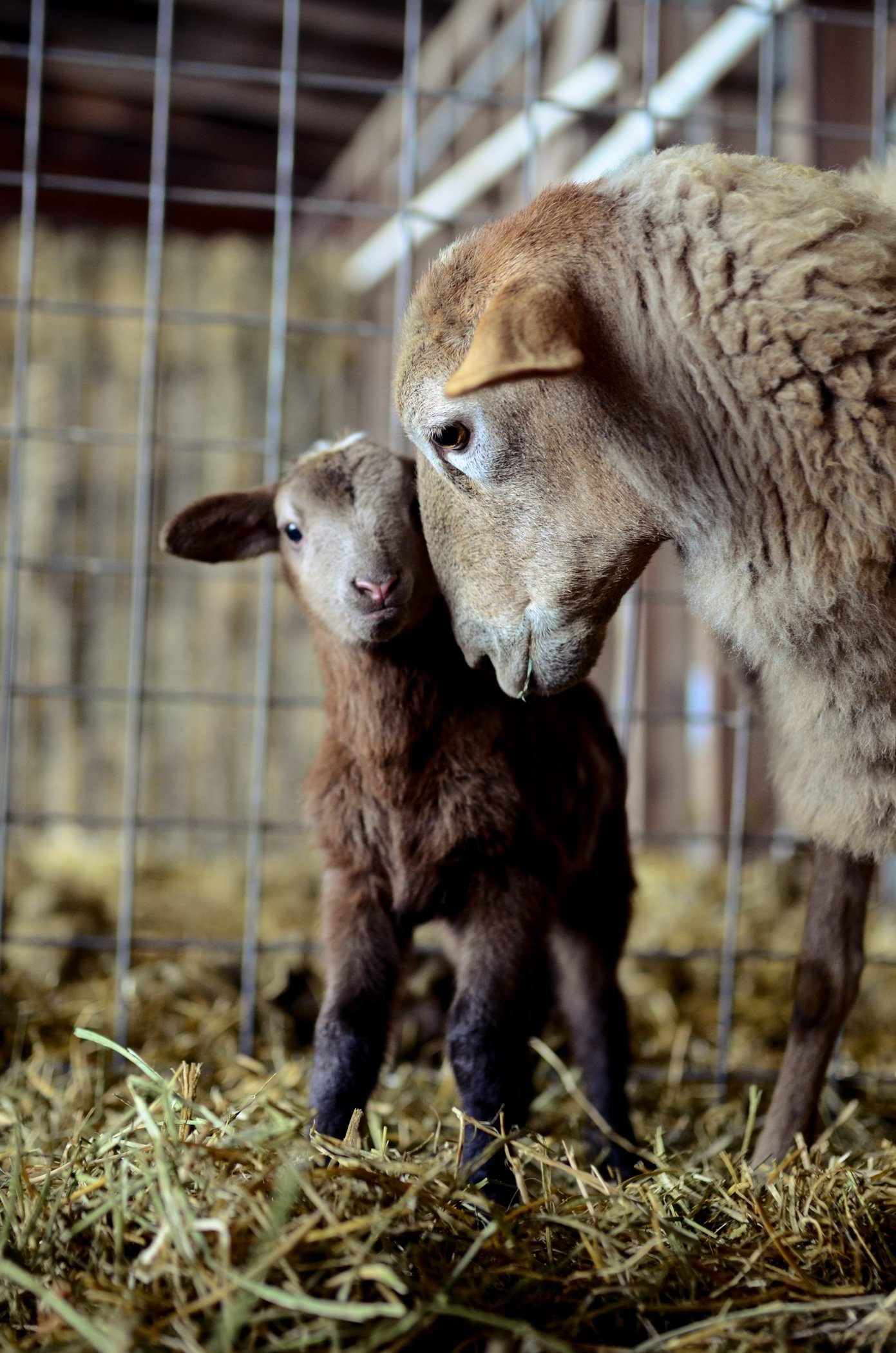 Why you need sheep on your homestead.