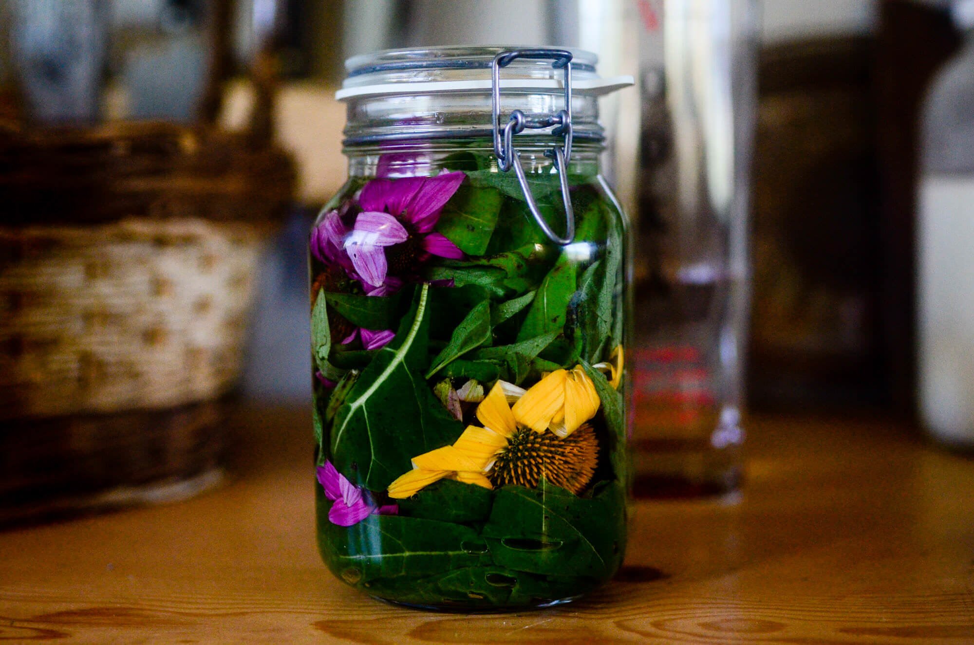 Homemade Echinacea Tincture