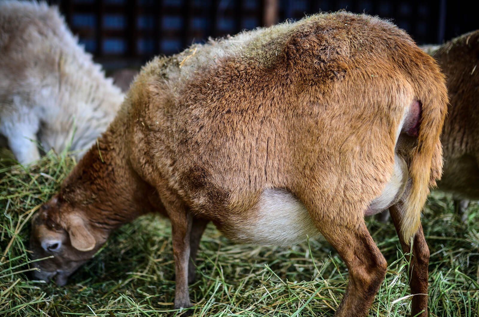 How to tell when a ewe will lamb.