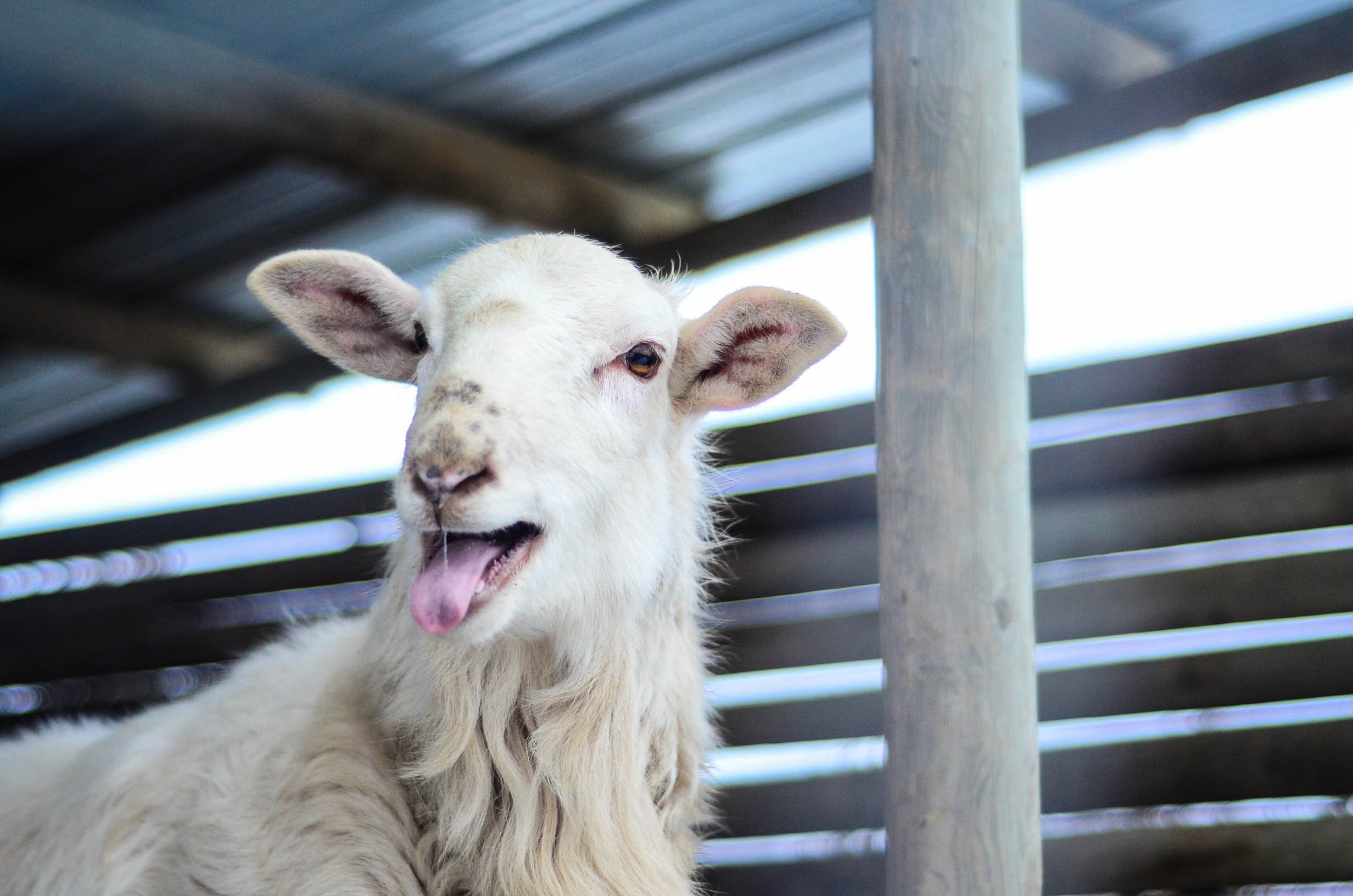 How To Butcher A Lamb