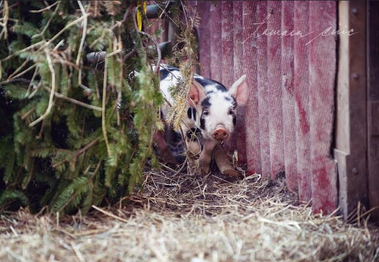 Show Me Your Baby Animals: Top 10!