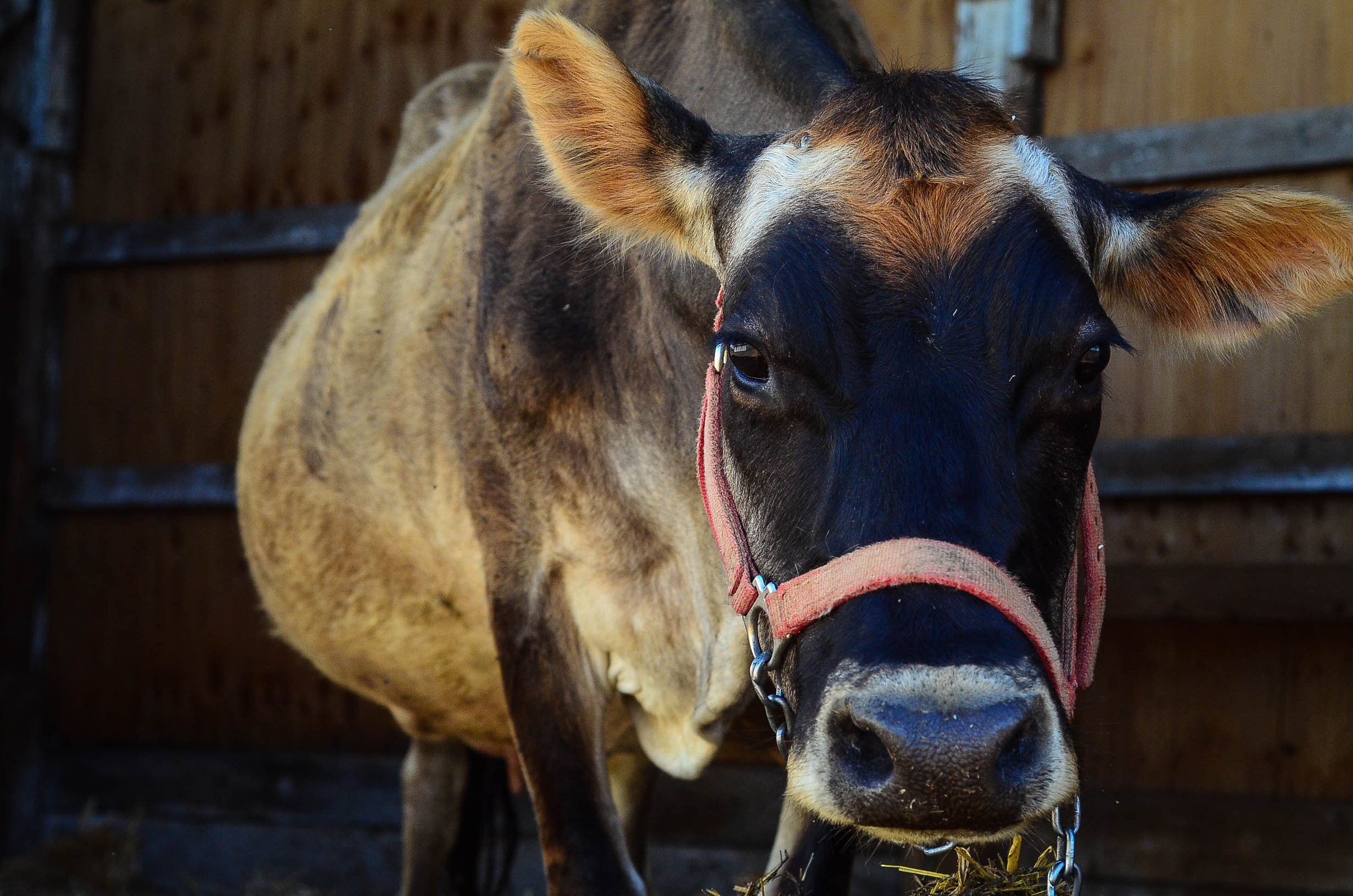 Preparing for Calving
