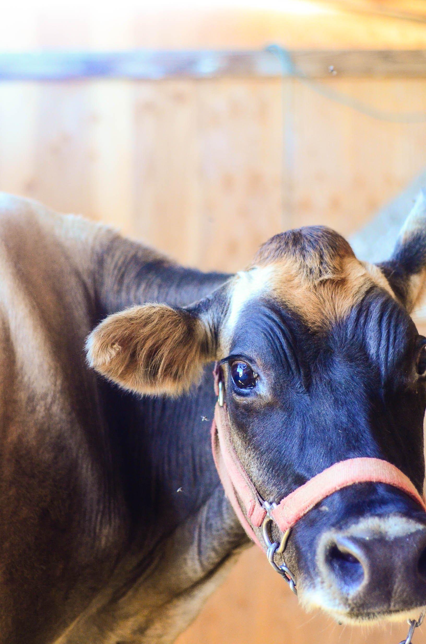 Milk Cow: How To Milk Once A Day