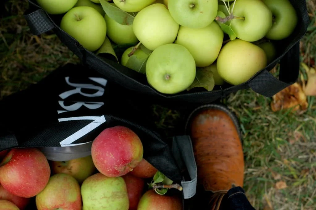 Tips on beginning a homestead orchard (and the varieties we will be planting this year!)