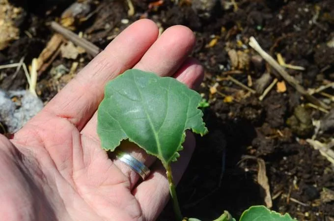 Organic Bug Spray Recipe