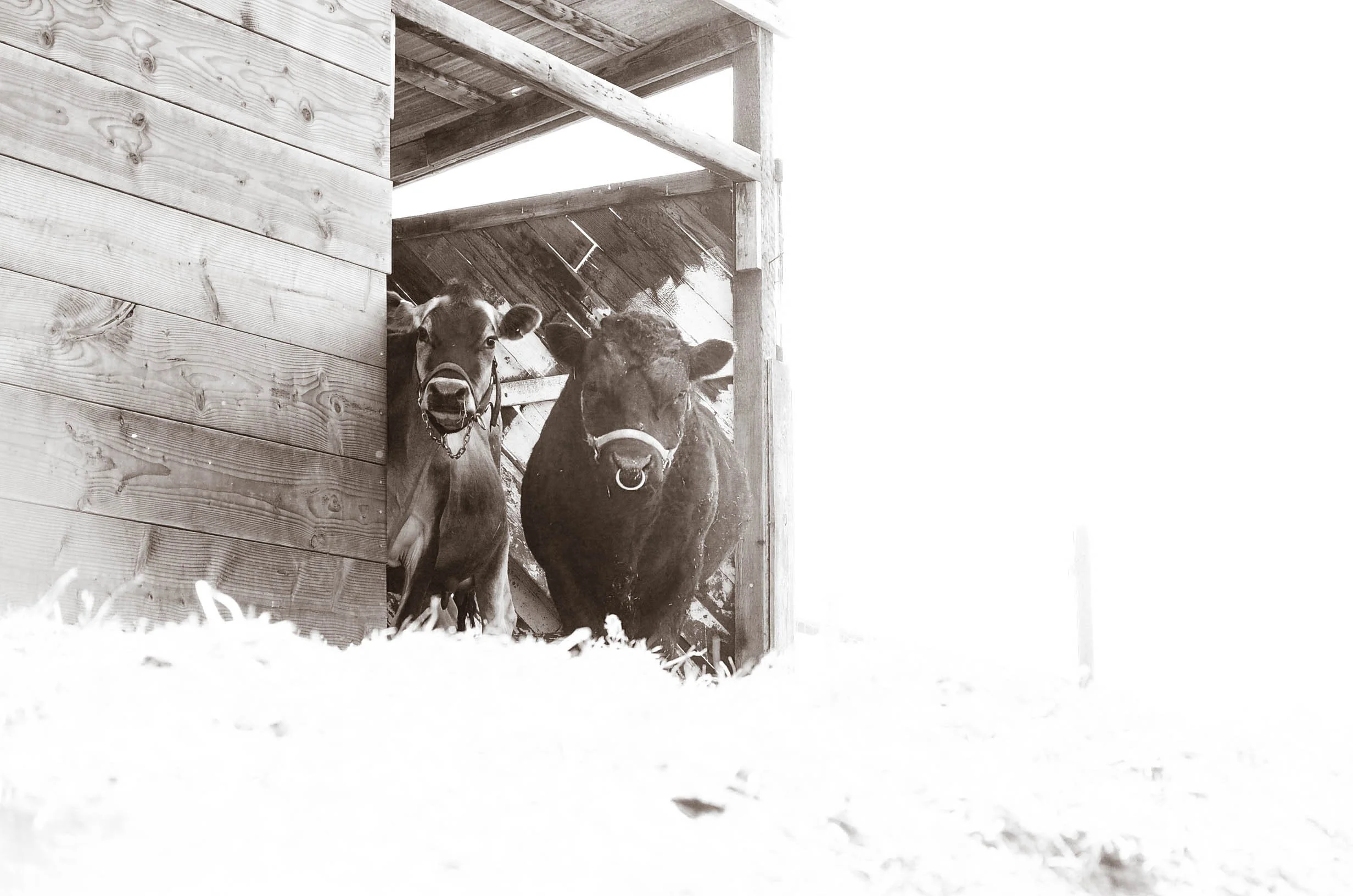 Bringing a bull to the farm for breeding.