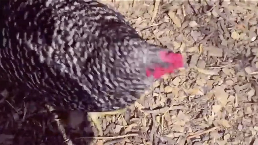 The Chickens of Beatha Fonn Farm: A Video