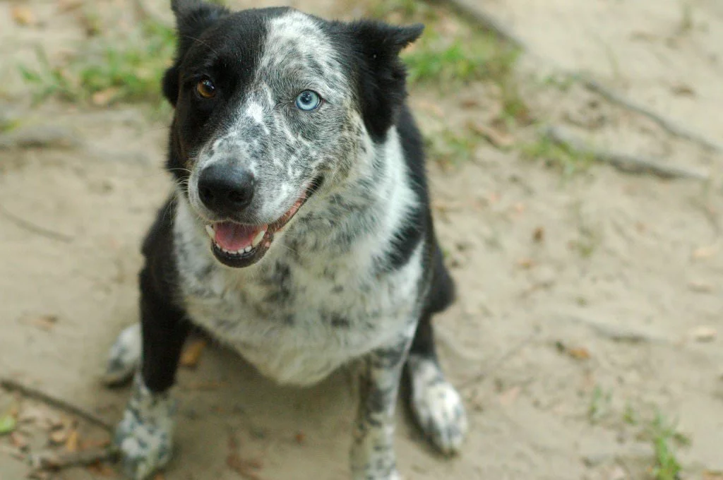 Alternatives To Commercial Dog Food