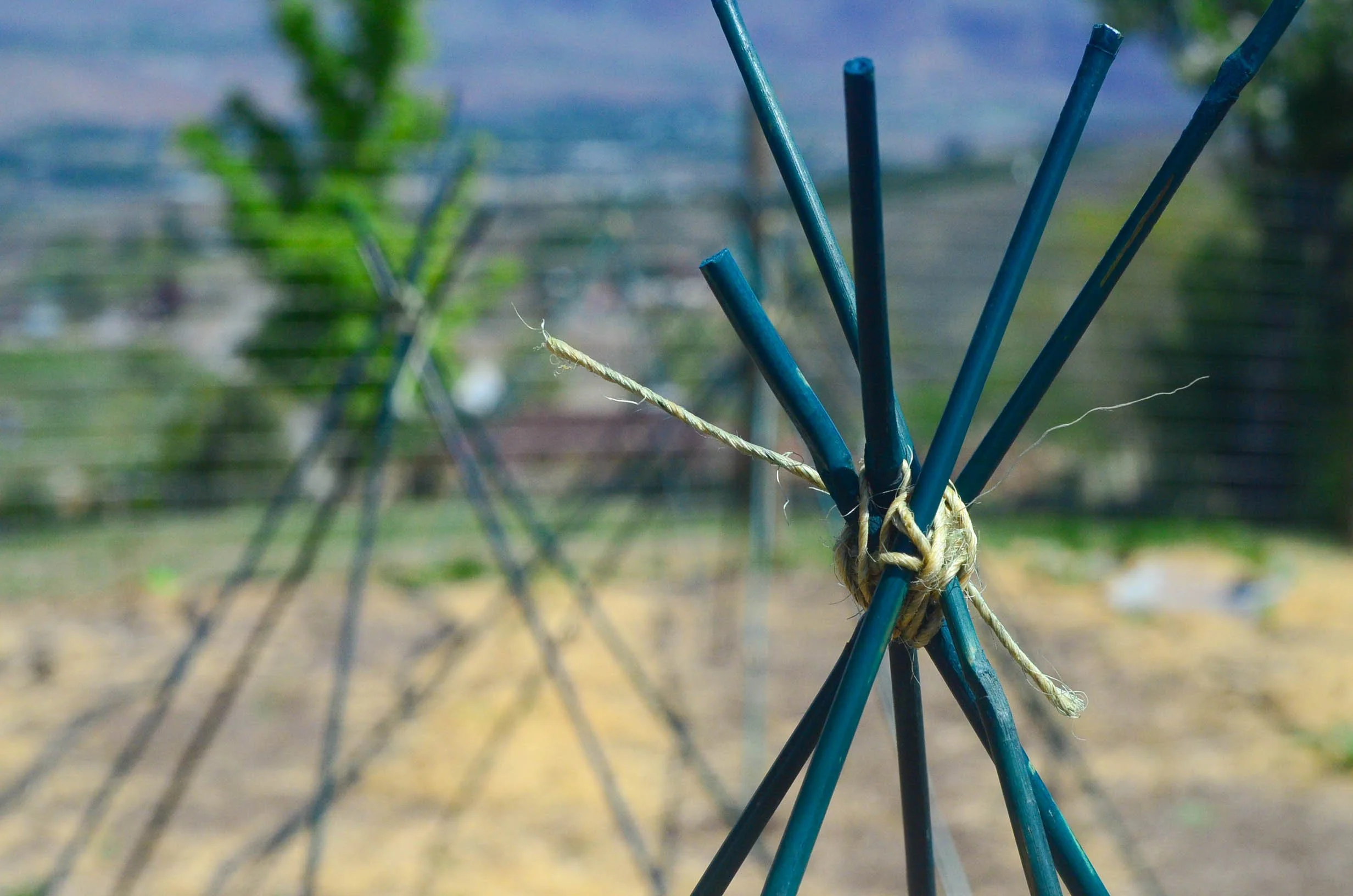 How To Build A Tomato Cage For Under $4.