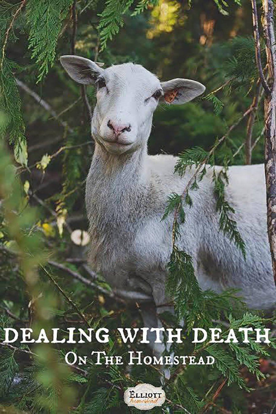 Dealing with Death On The Homestead.
