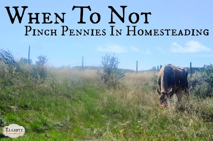 When To Not Pinch Pennies In Homesteading.