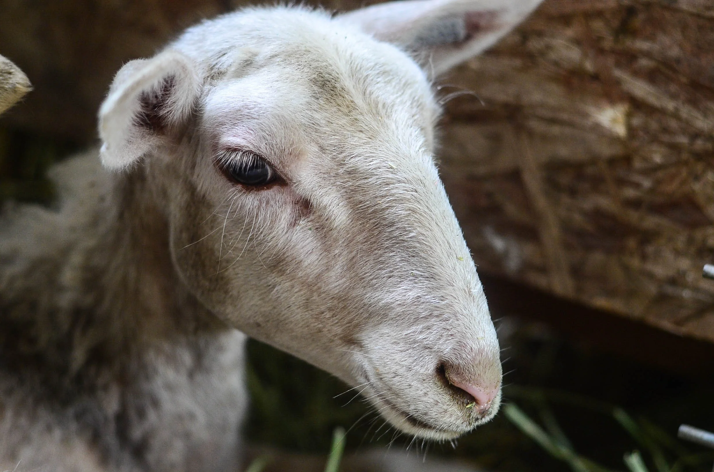 Meet the Beatha Fonn Sheep: Preparing For Sheep On The Farm