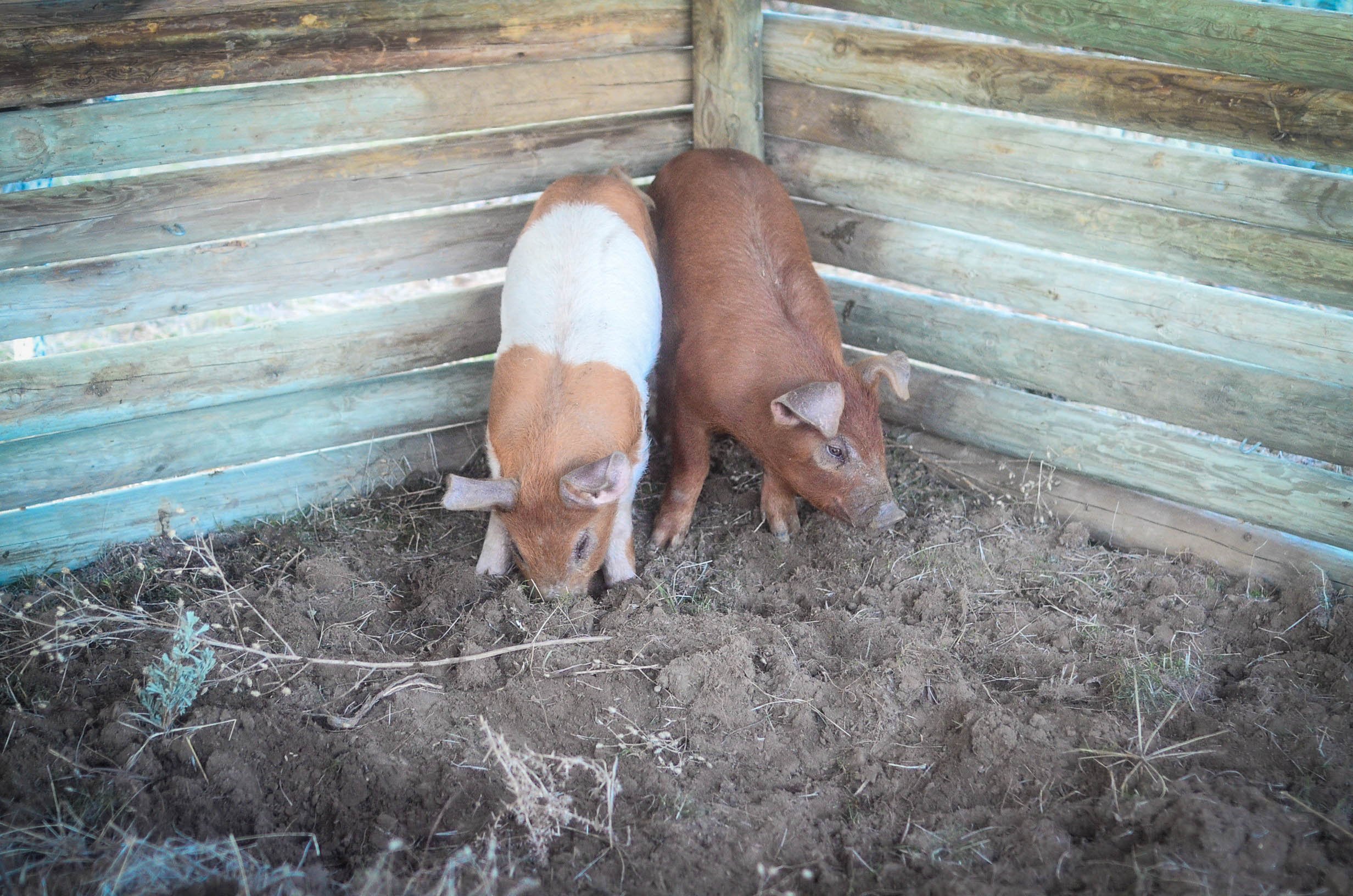 Raising A Years Supply Of Meat