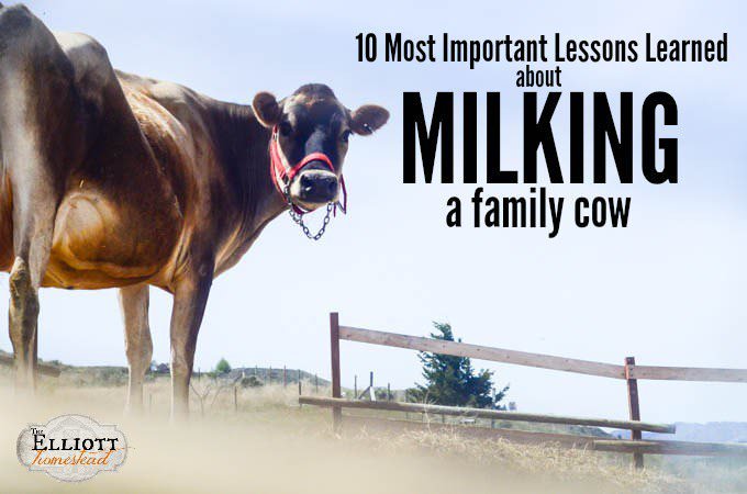 10 Most Important Lessons Learned About Milking A Family Cow