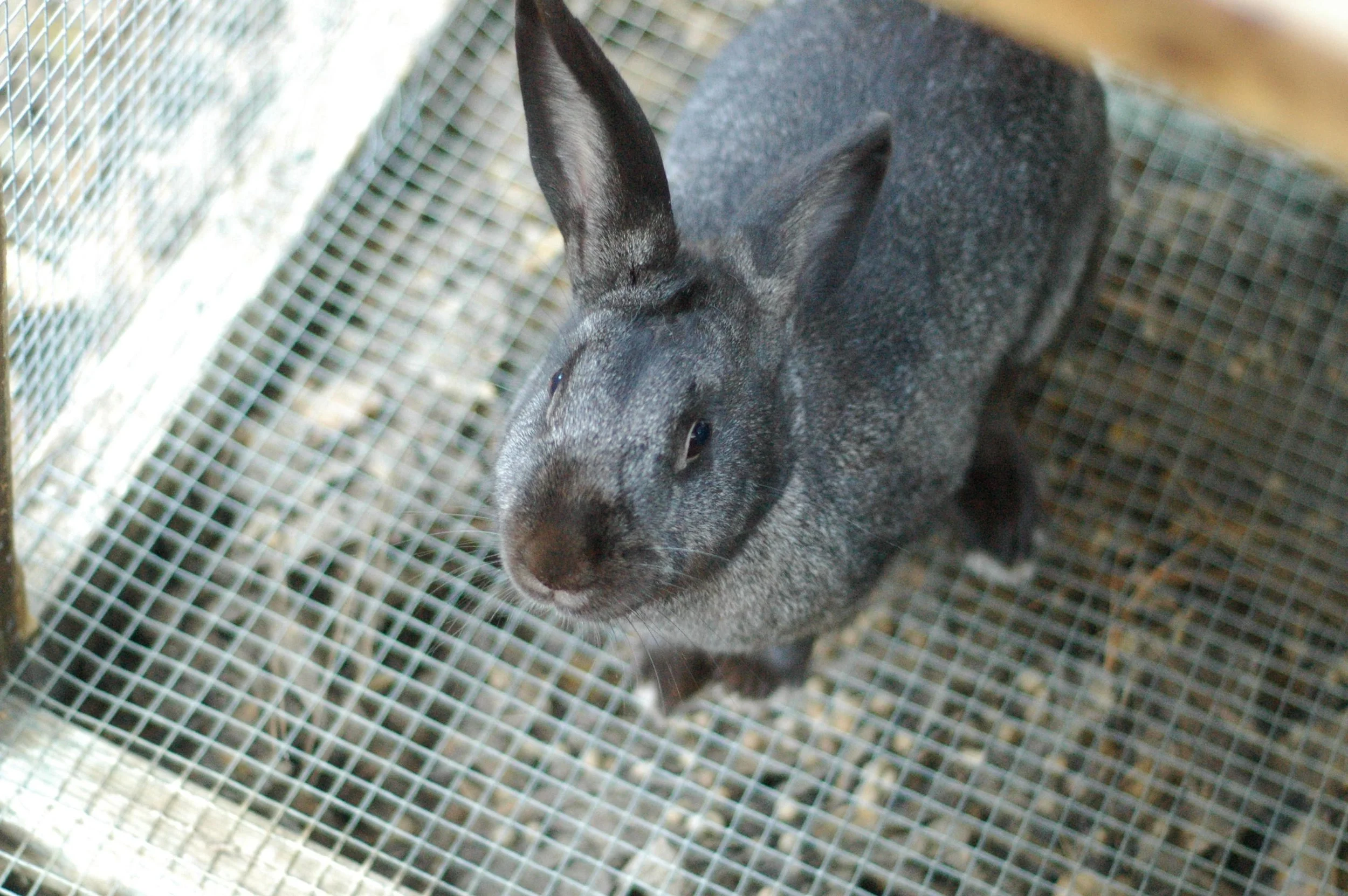 Let there be rabbits.