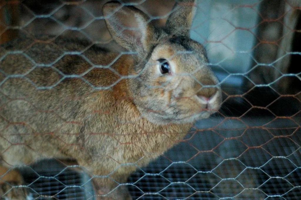 Preparing for Meat Rabbits.