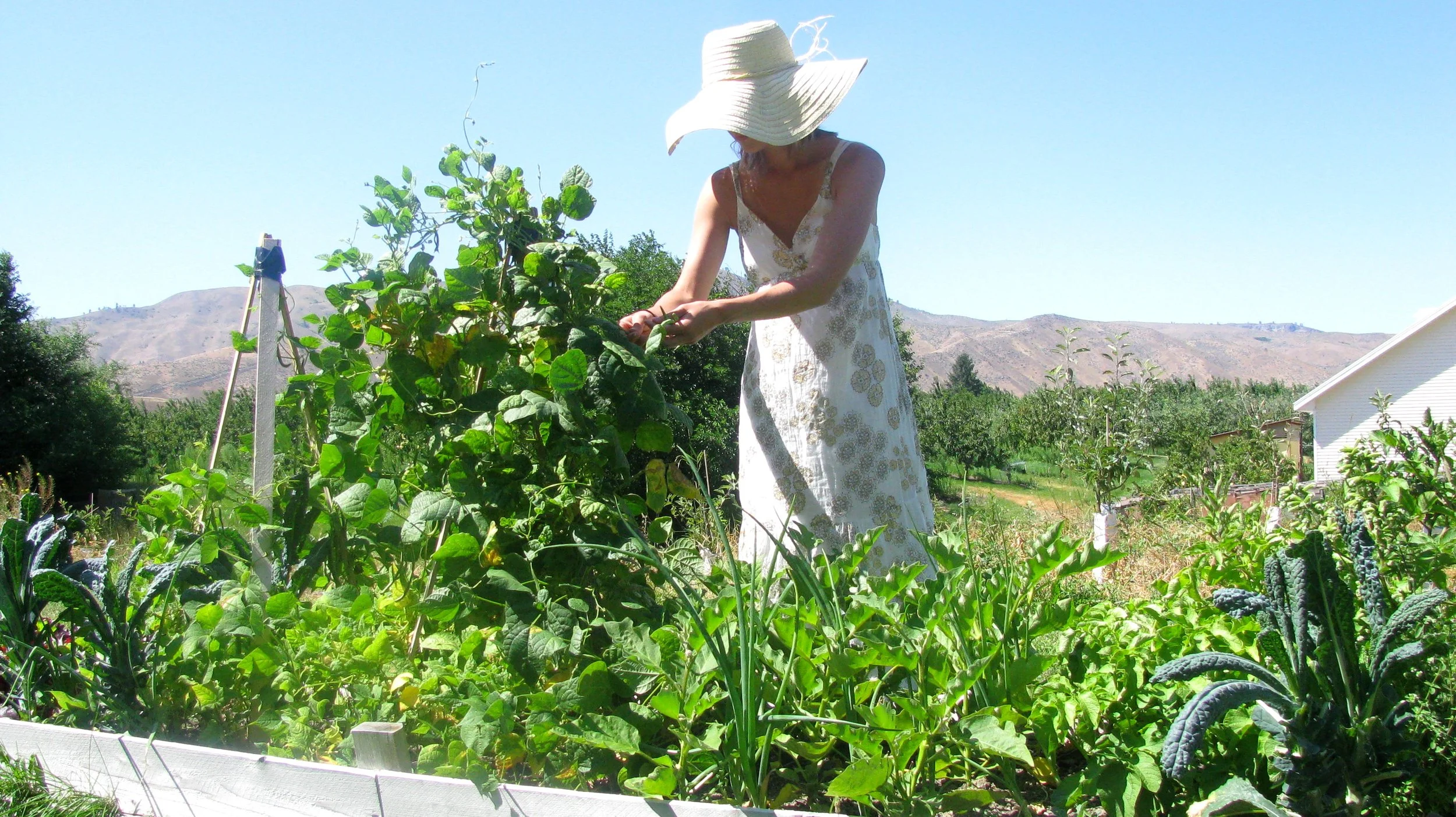 Homesteading & The Big-Machine.