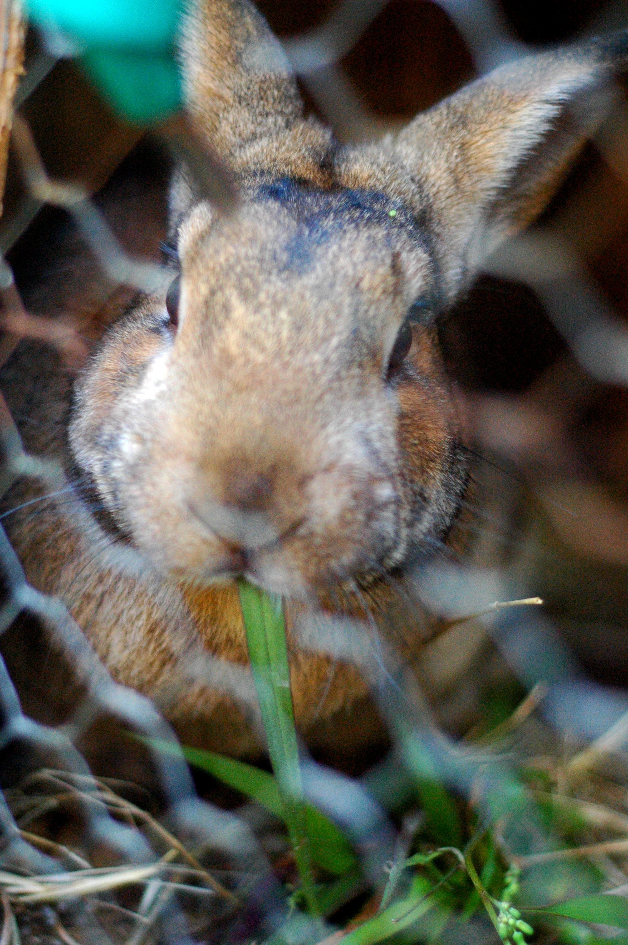 Naturally Feeding The Meat Rabbits