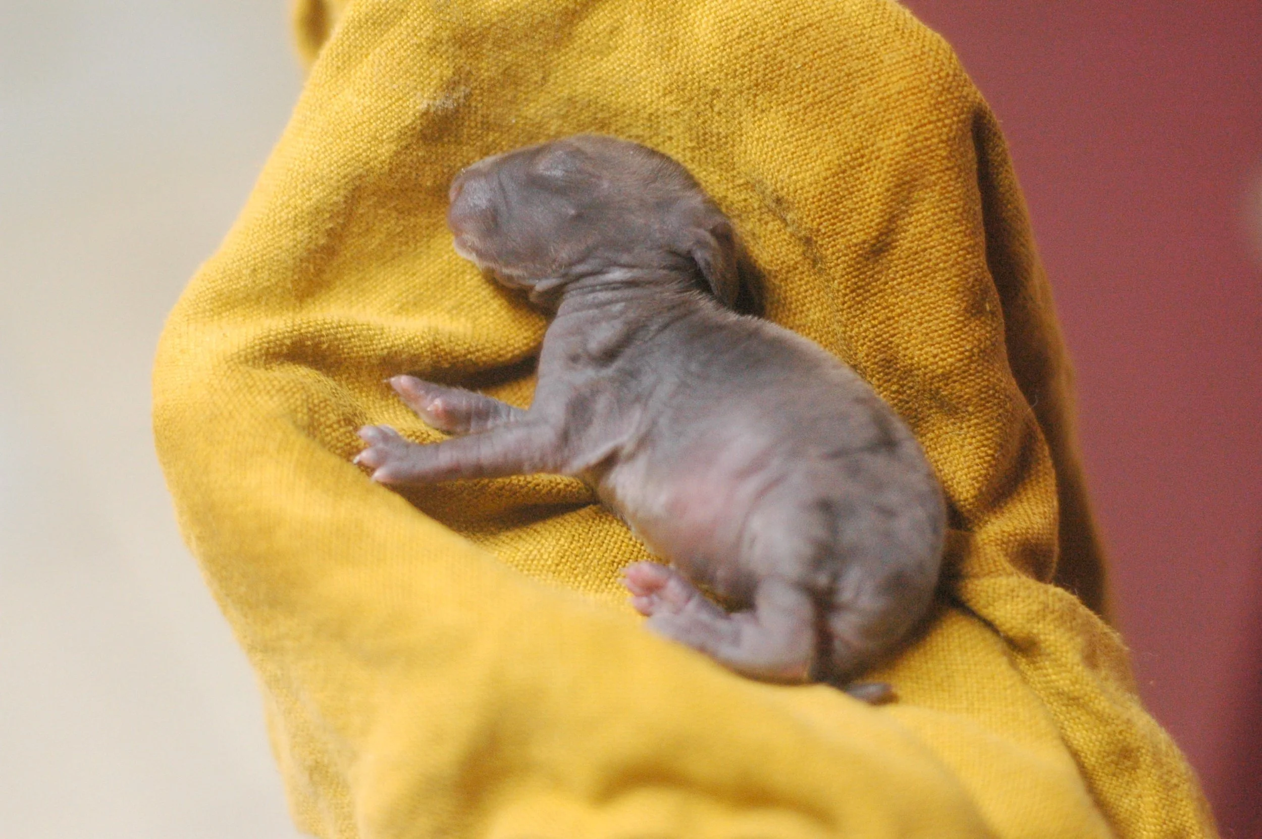 Our first litter is born!