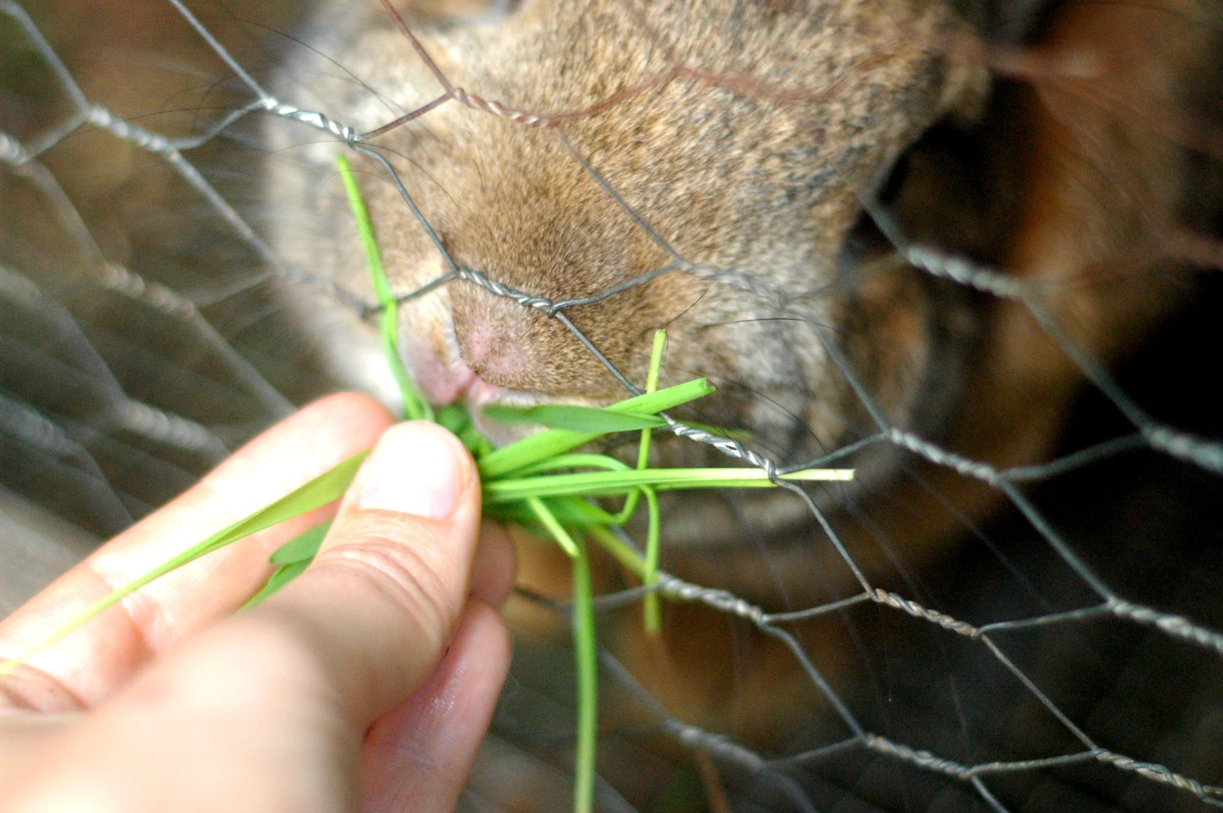 Mating, Kits, and Oat Grass.