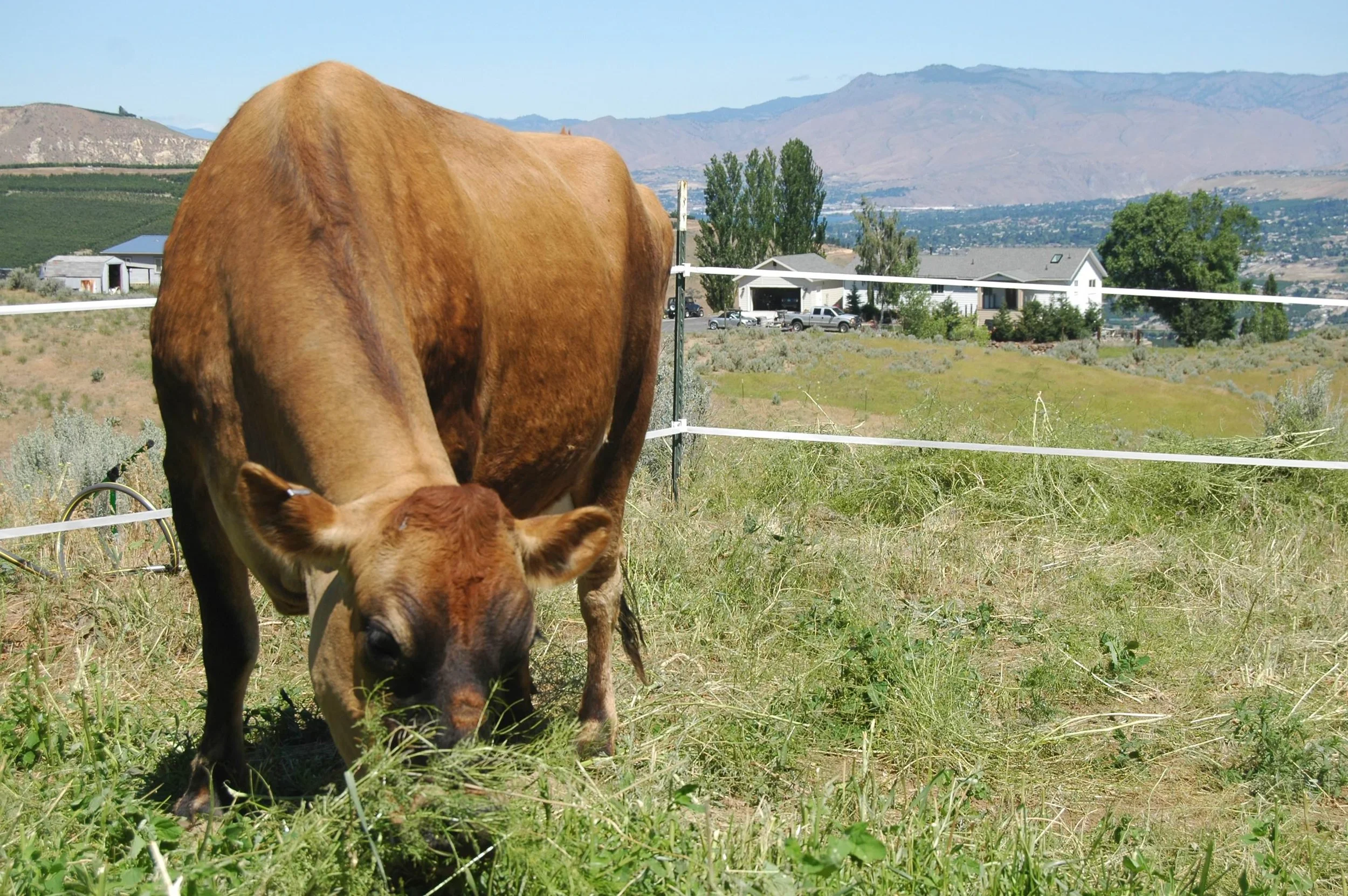 Kula. Our dairy cow. Who isn't pregnant.