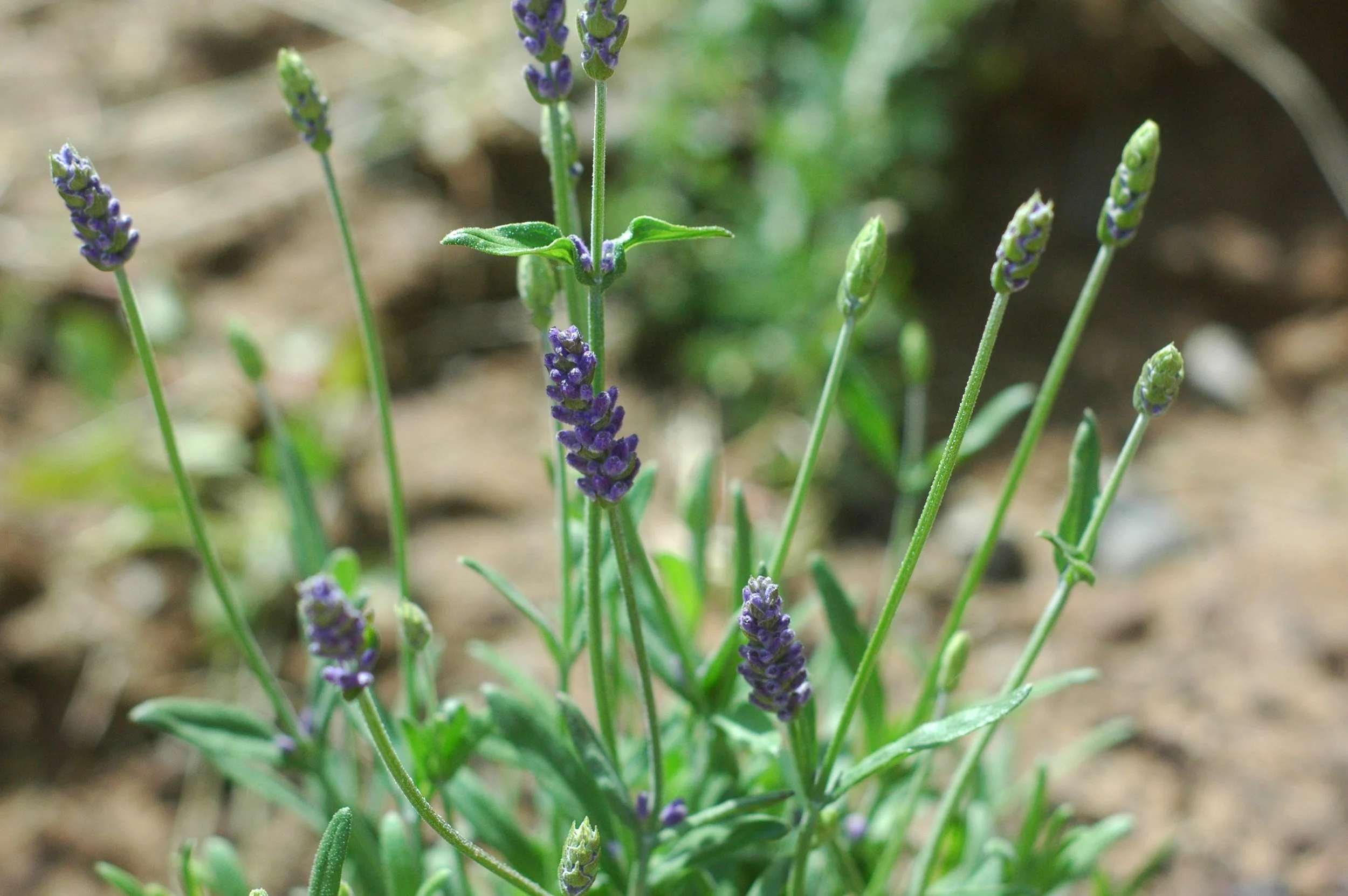 We don't need any more.