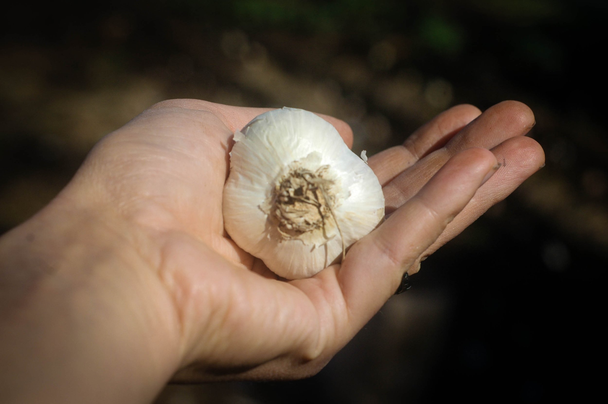 How to plant garlic & shallots. It's time!
