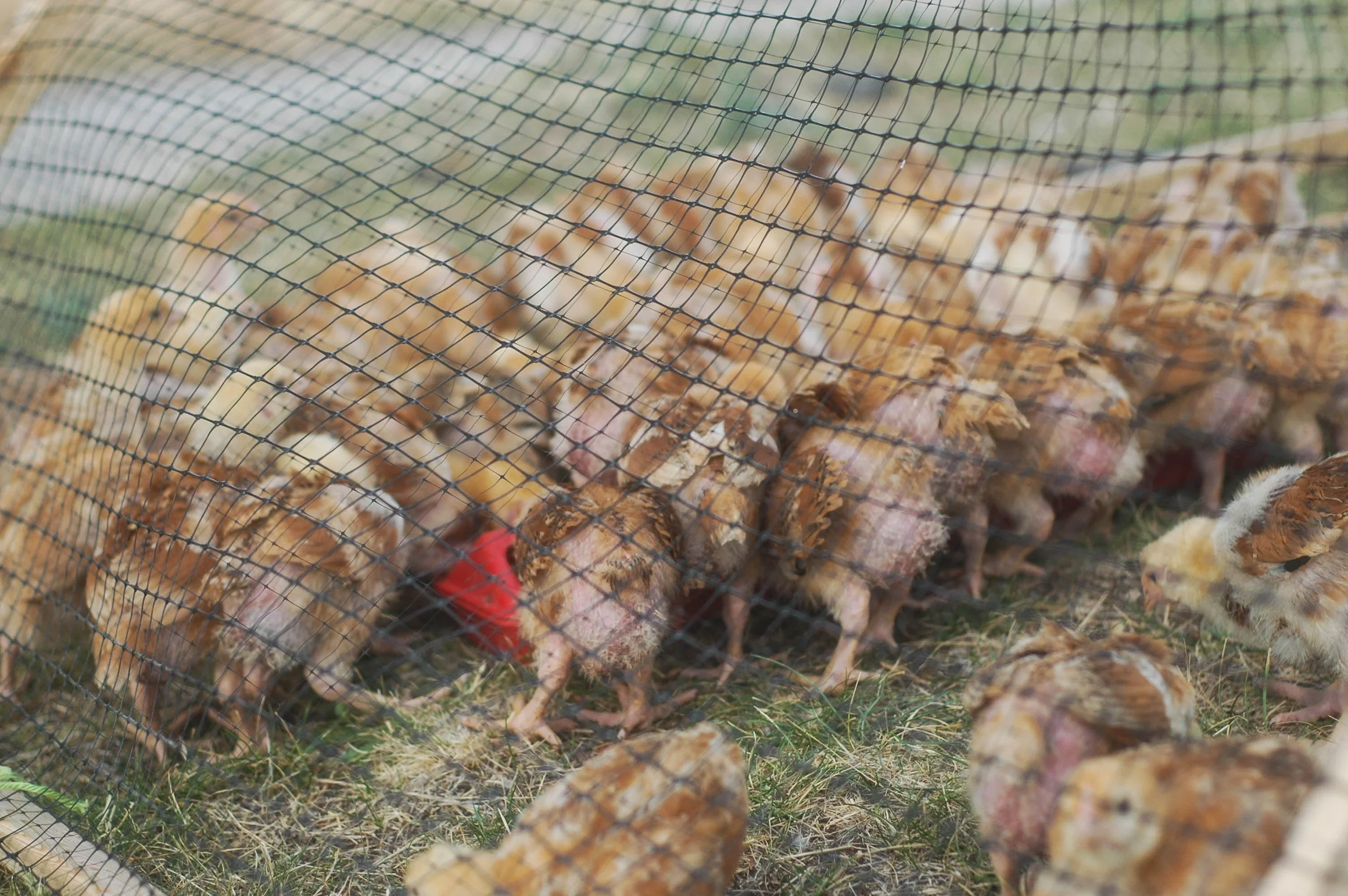 Pastured Meat Chickens. Week 2.