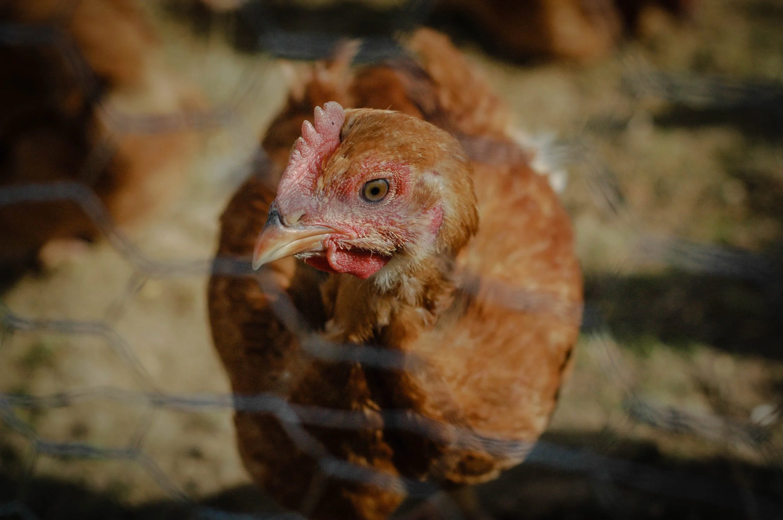 Life on the farm ain't laid back.