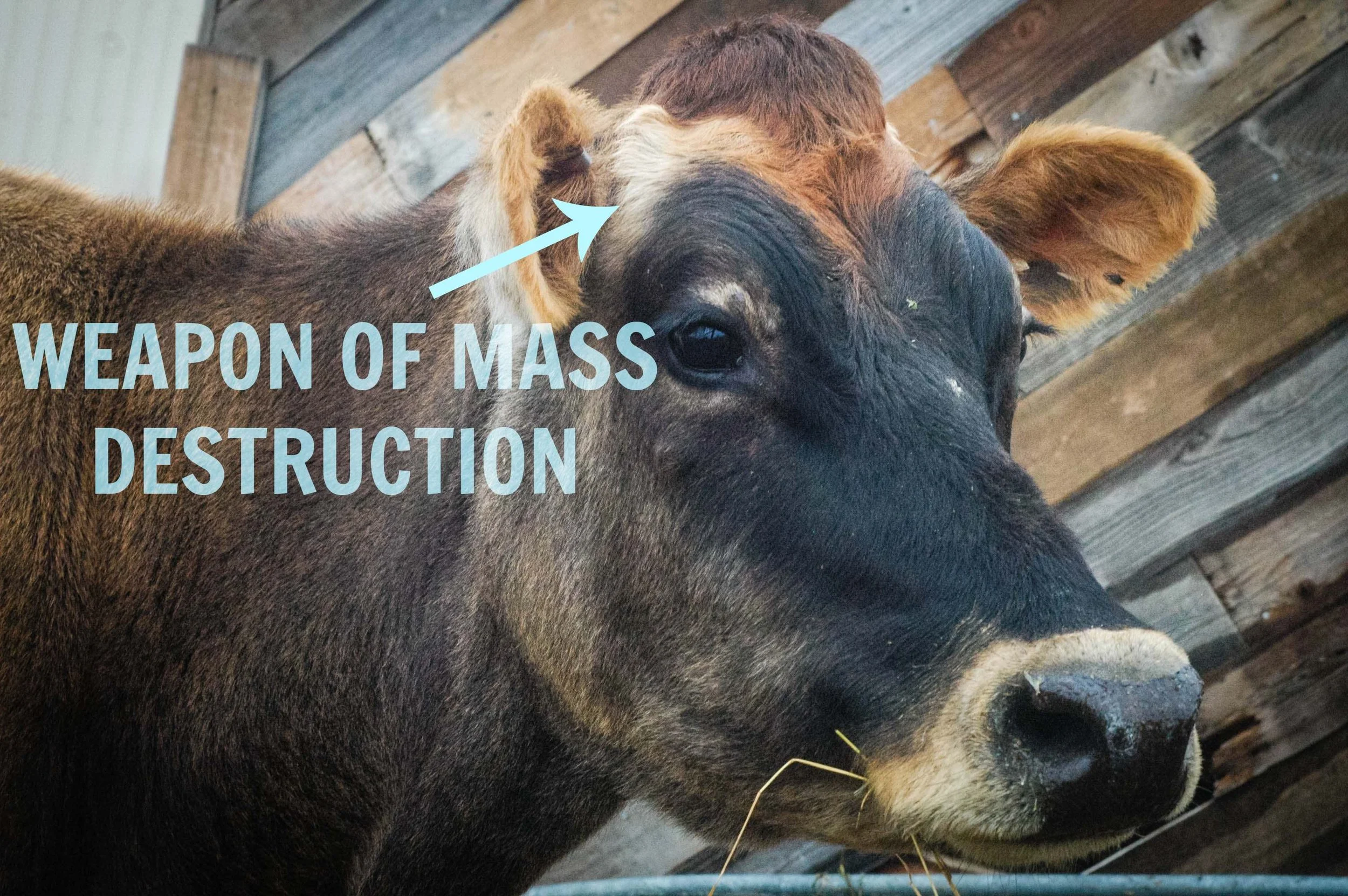 The REAL Anatomy Of A Cow.